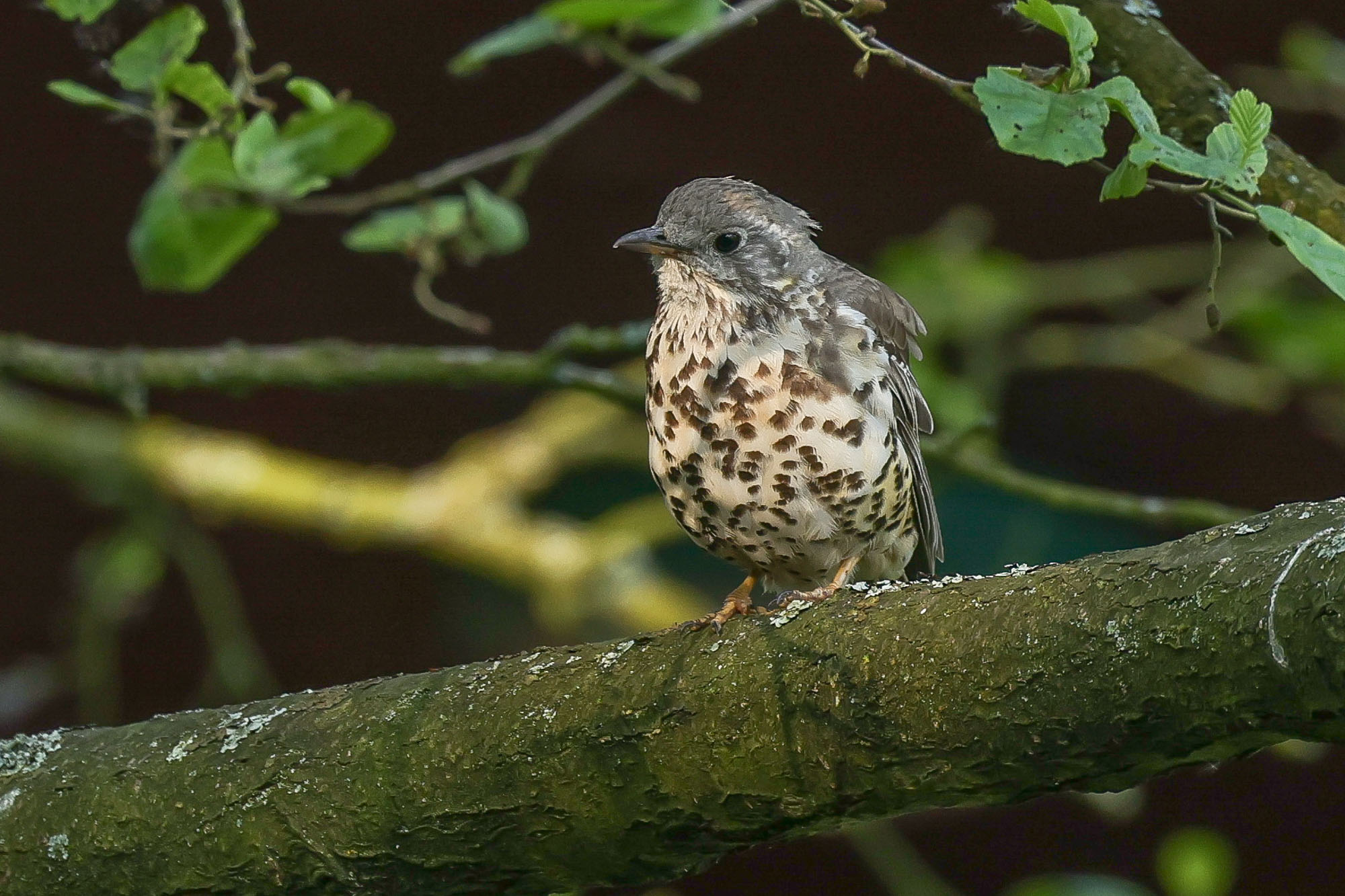 Mistle Thrush