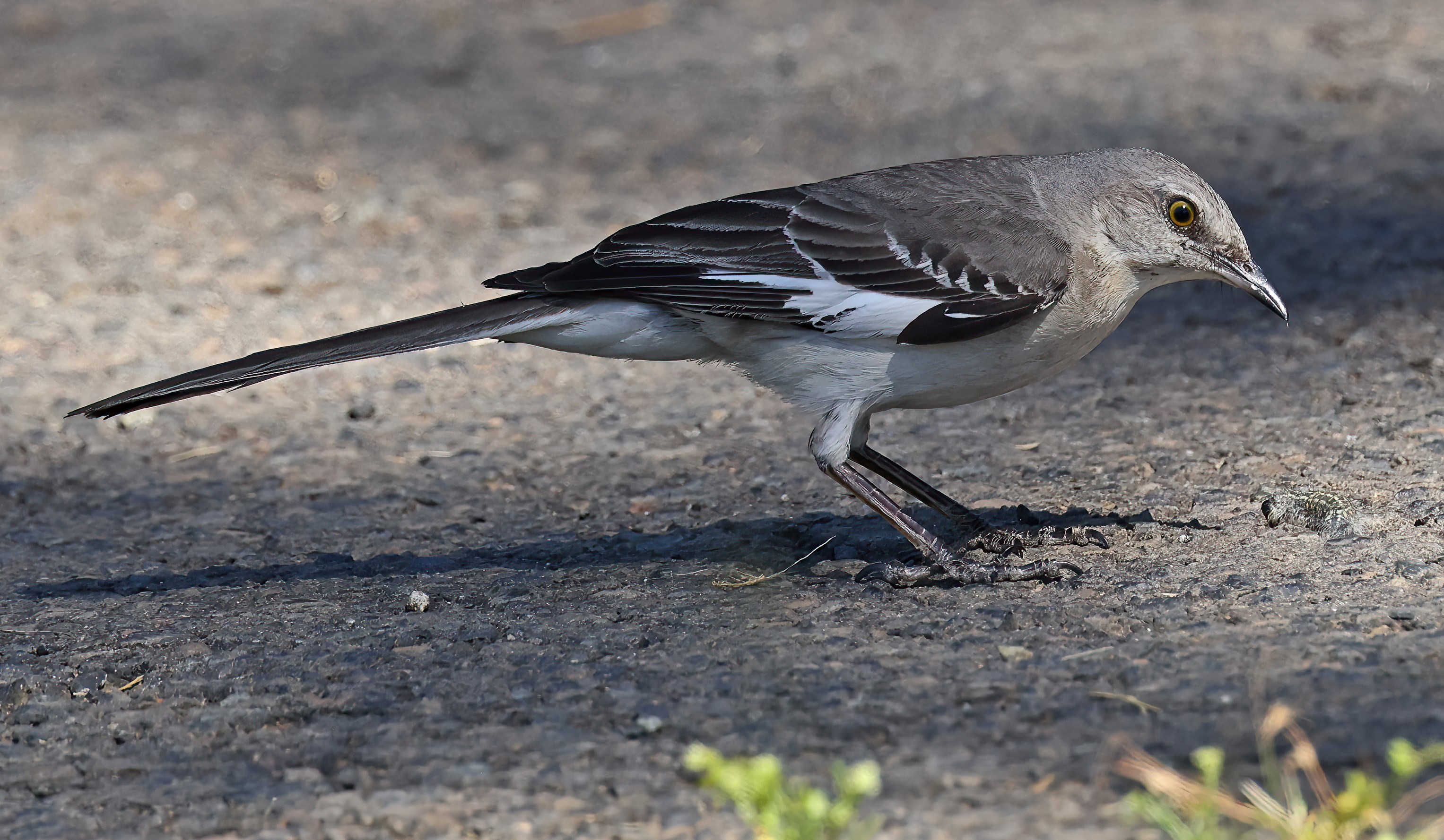 Mockingbird-(2).jpg | Canon RF Shooters Forums