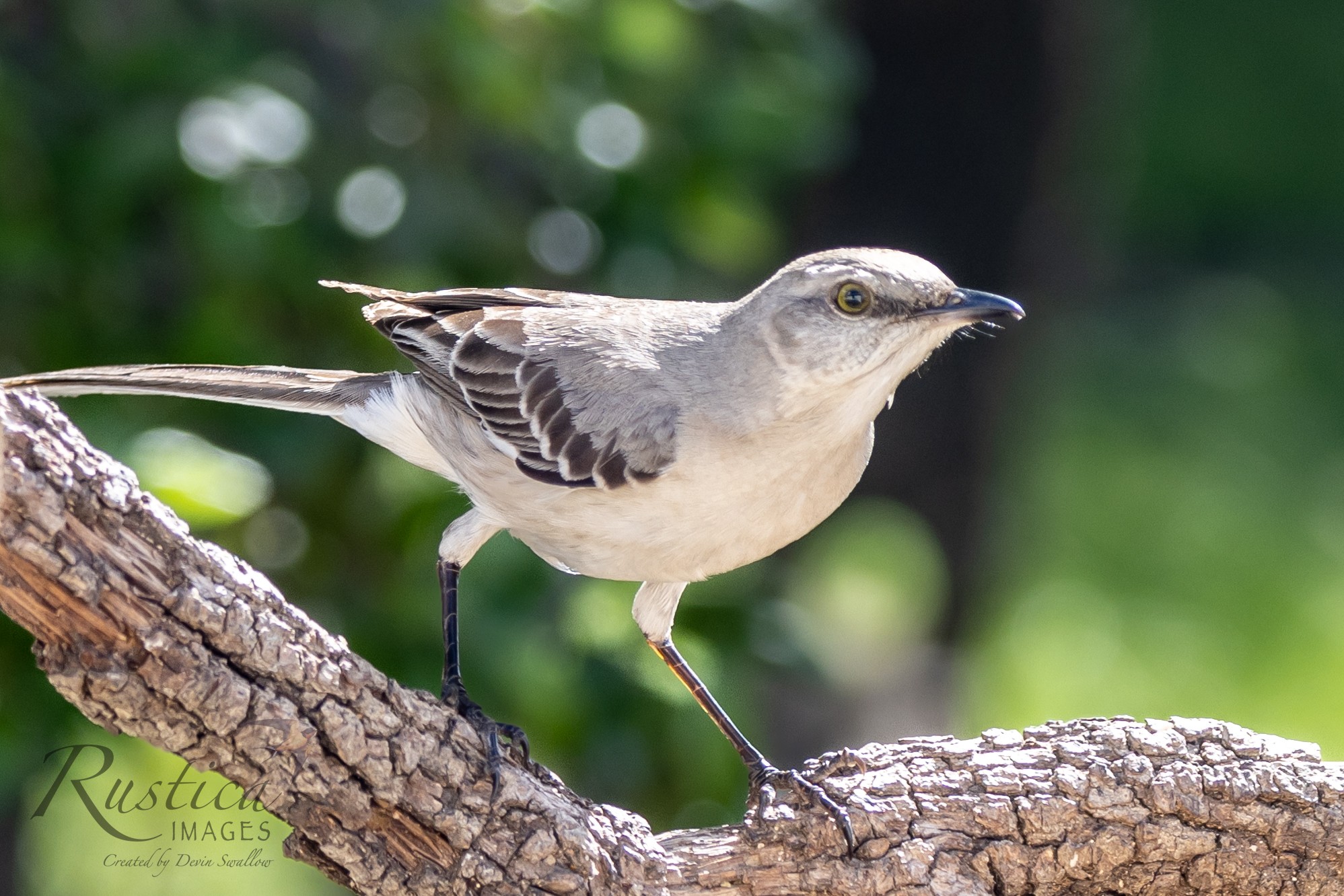 Mockingbird San Antonio