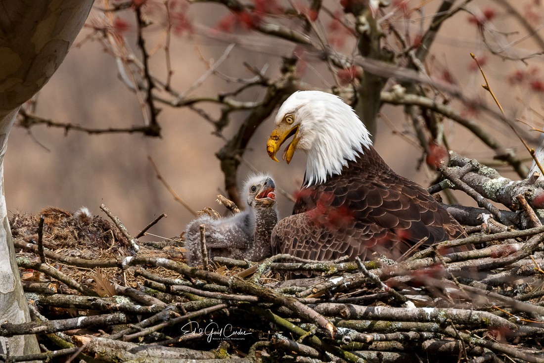 Mom Eagle speaking with Chick