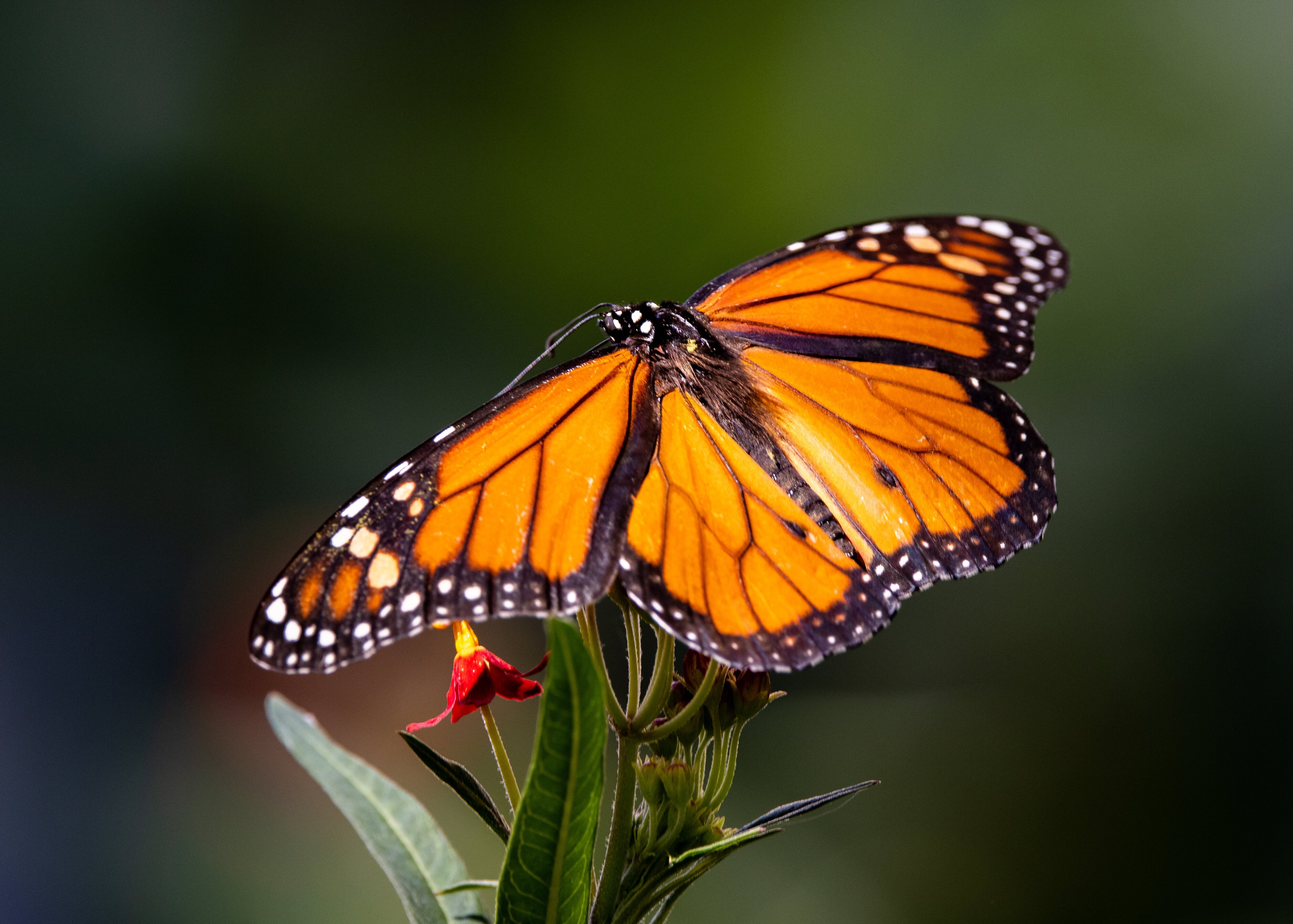 Monarch on Butterfly Weed 1