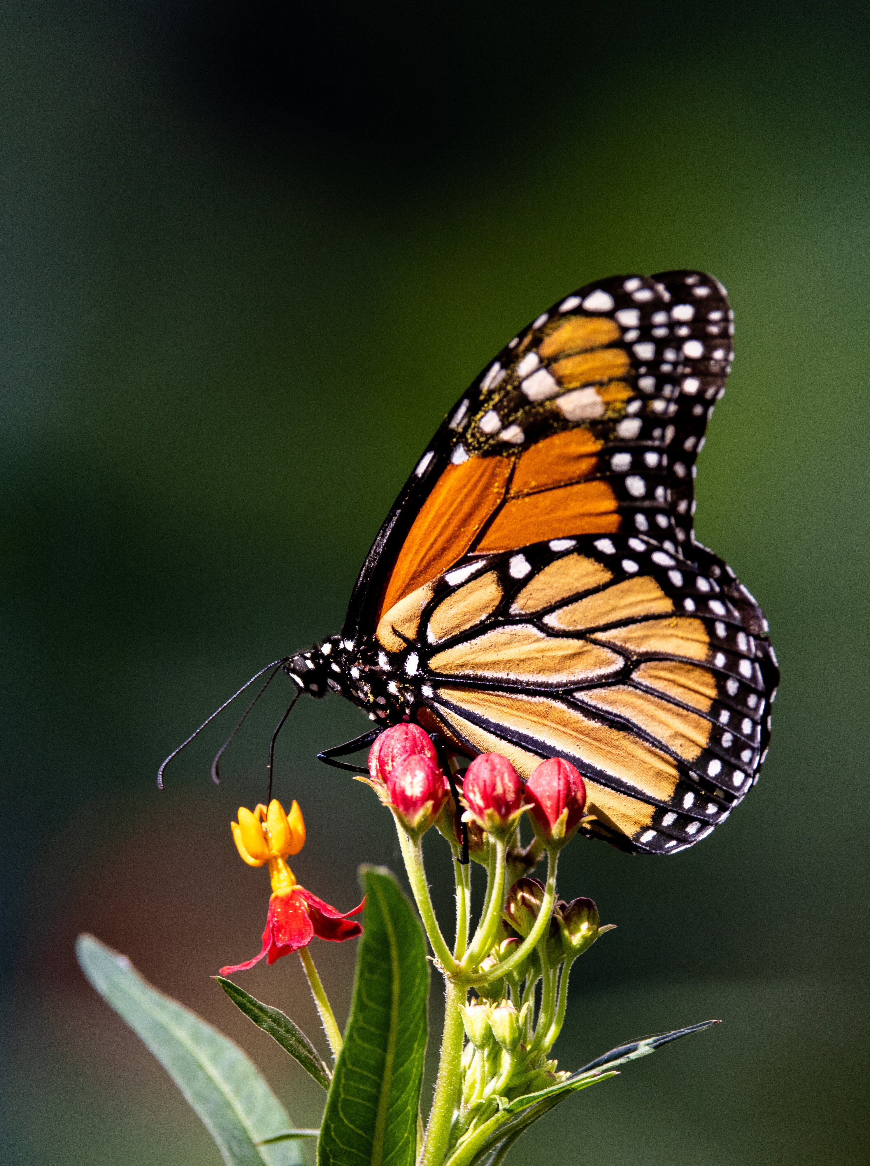 Monarch on Butterfly Weed 2