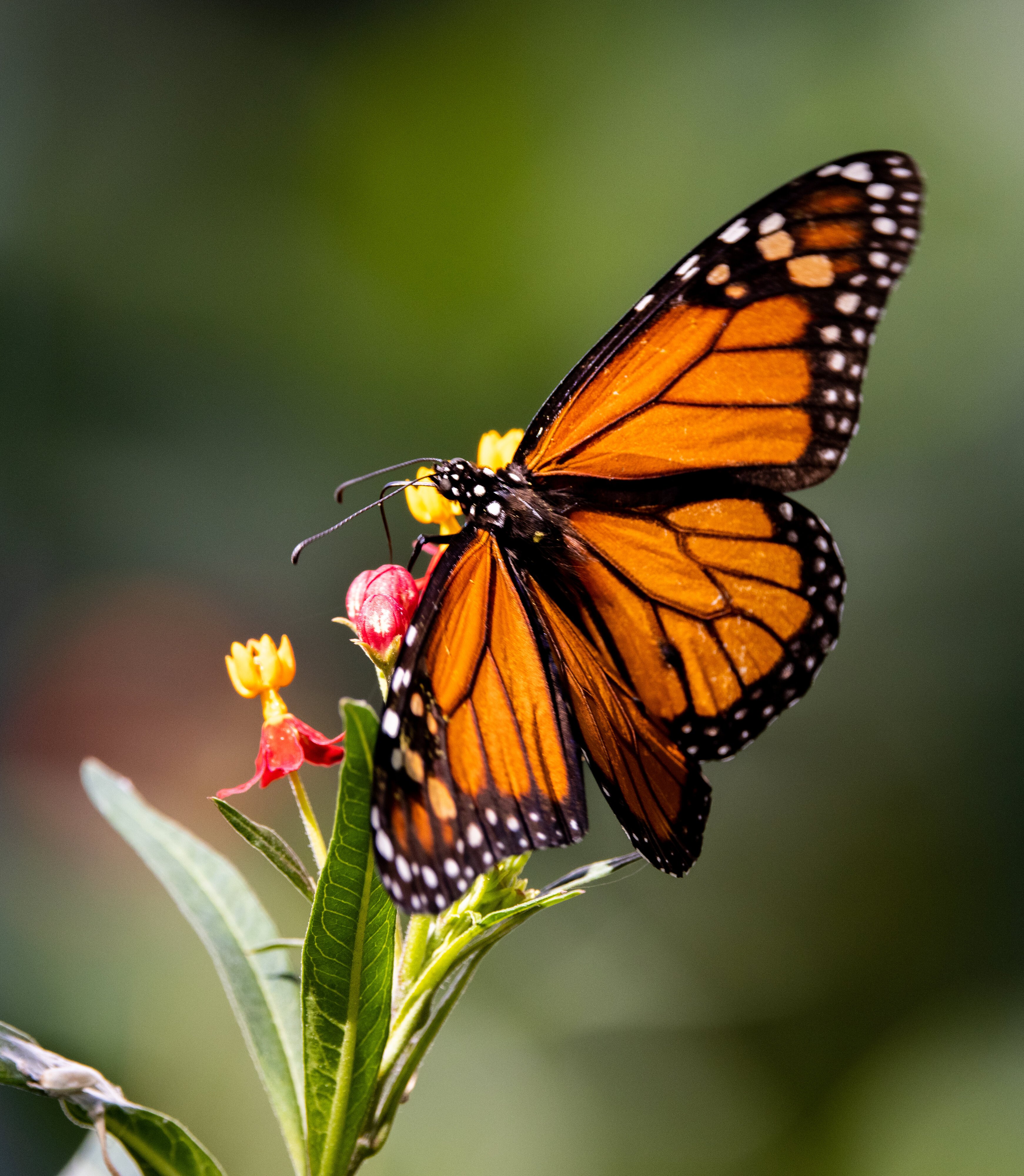 Monarch on Butterfly Weed 3