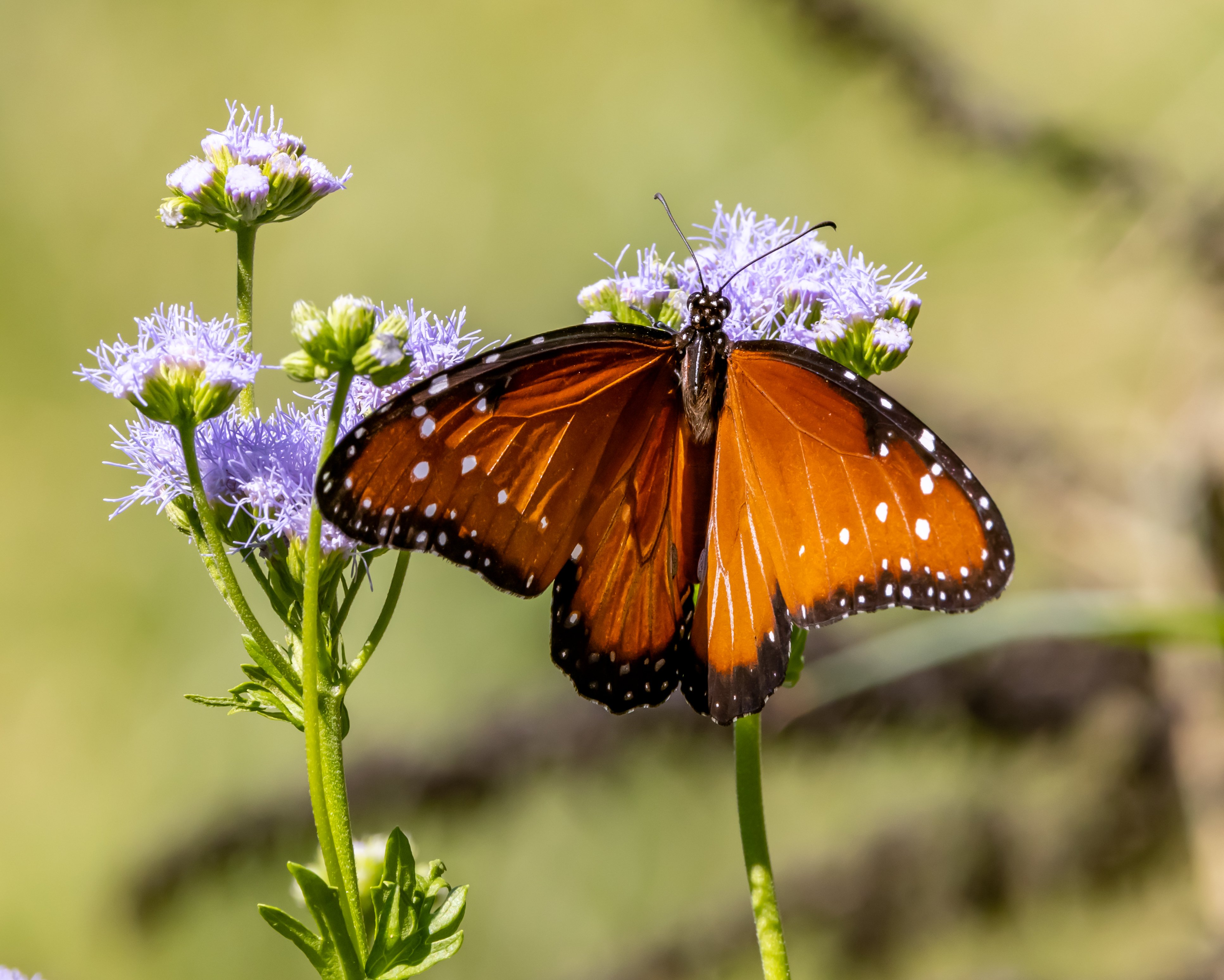 Monarch on Gregg's Mistflower