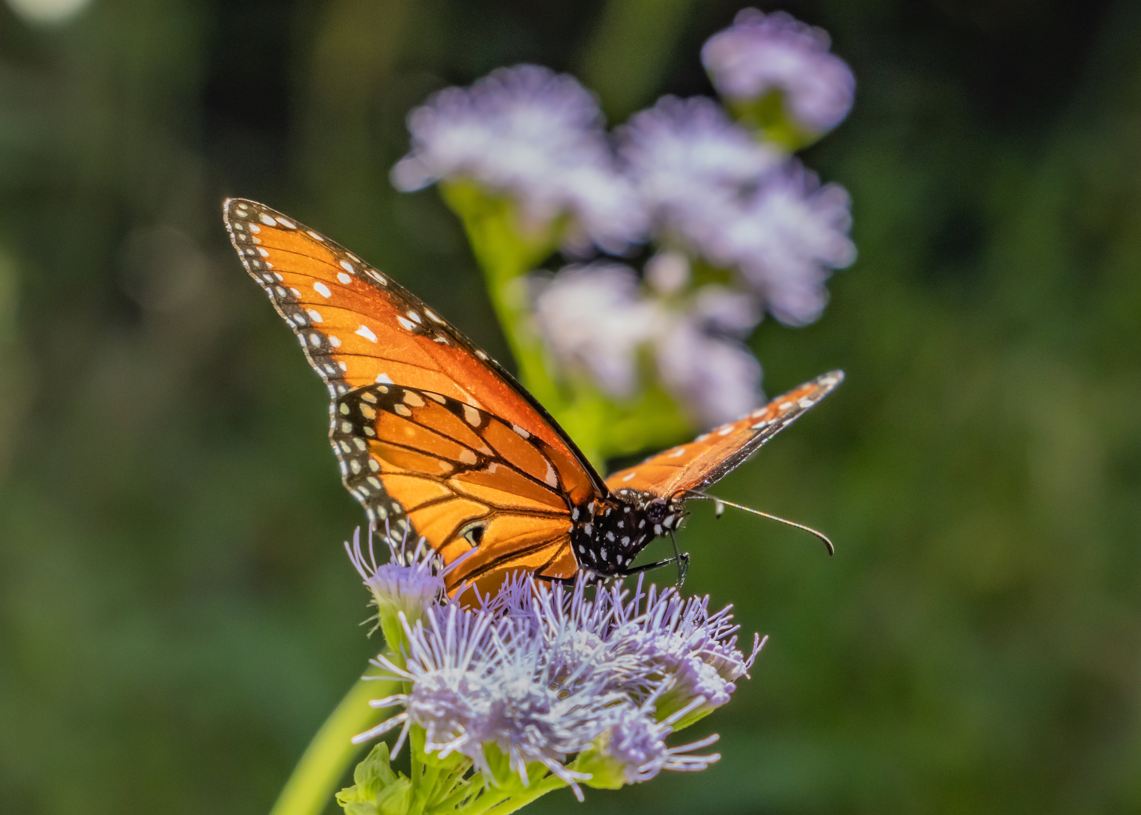 Monarch on Gregg's Mistflower