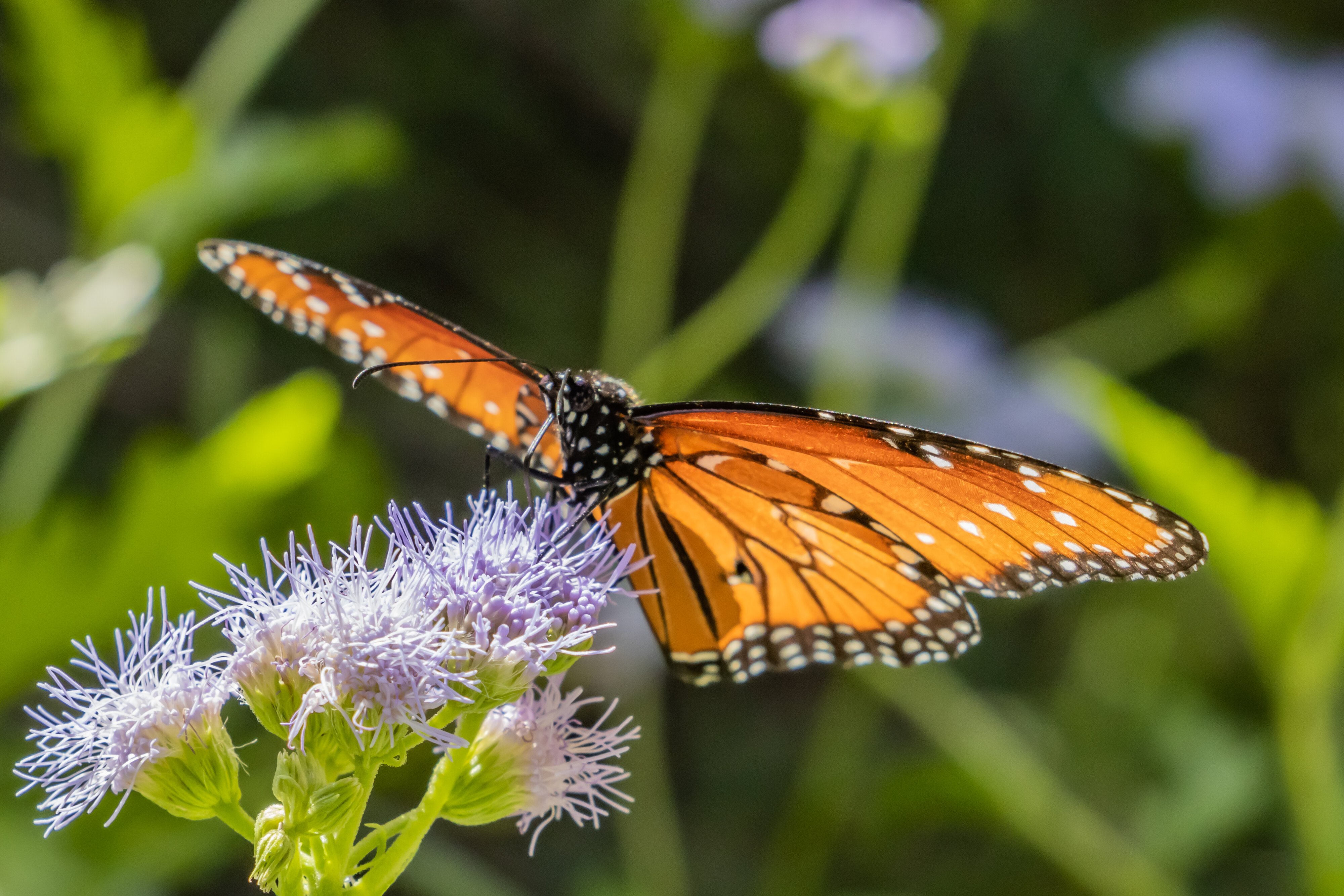 Monarch on Gregg's Mistflower