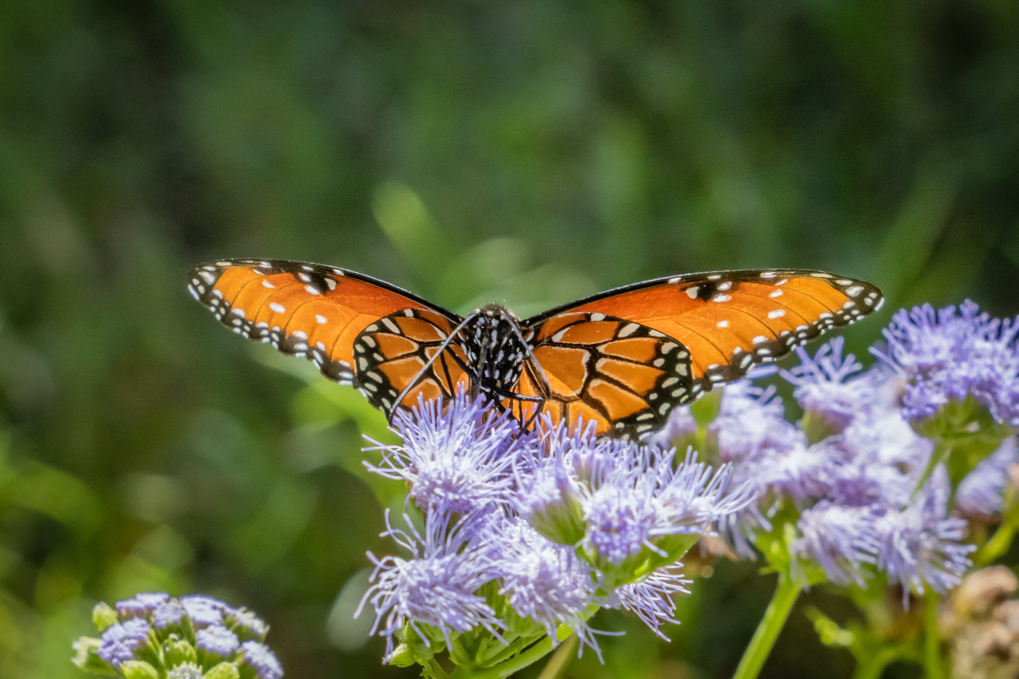 Monarch on Gregg's Mistflower