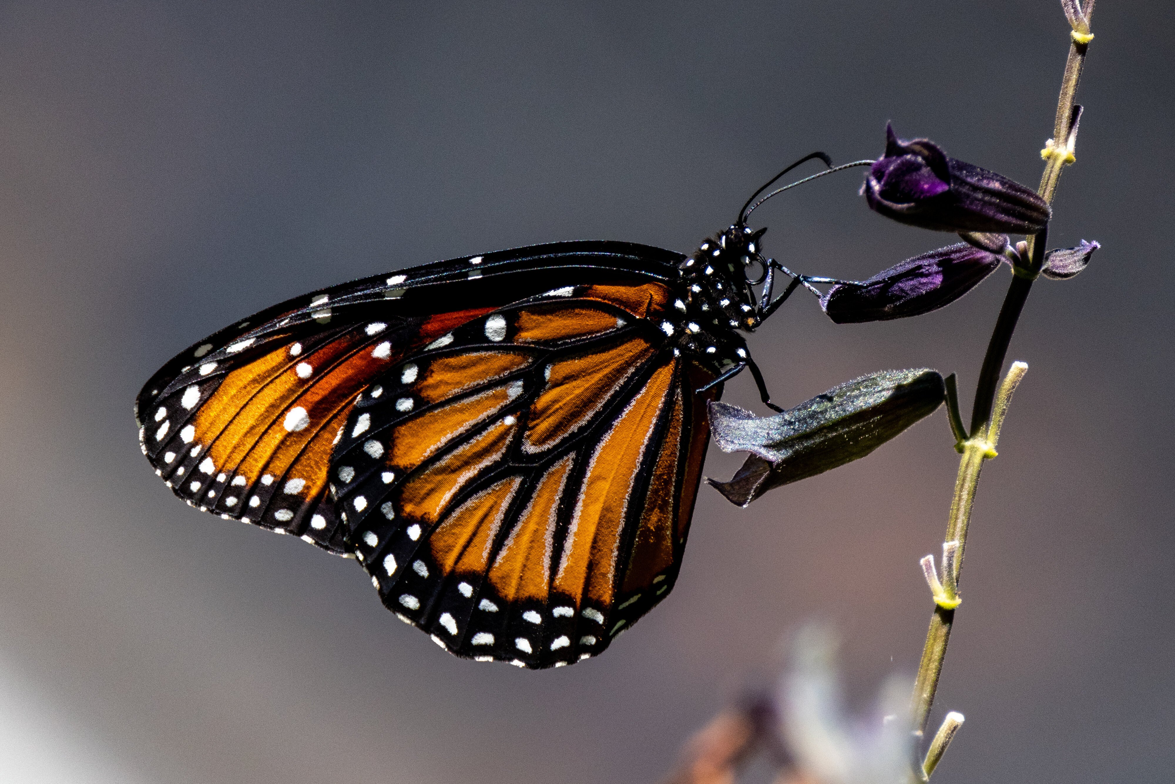 Monarch on Salvia