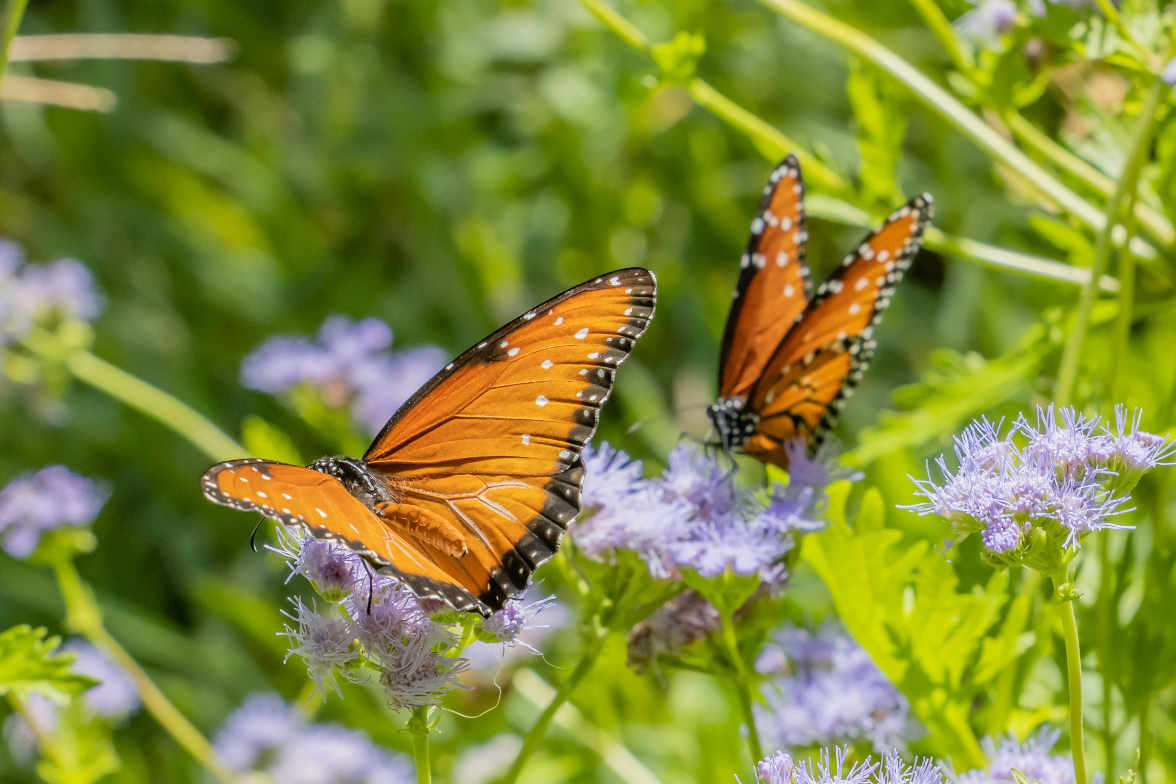 Monarchs on Gregg's Mistflower