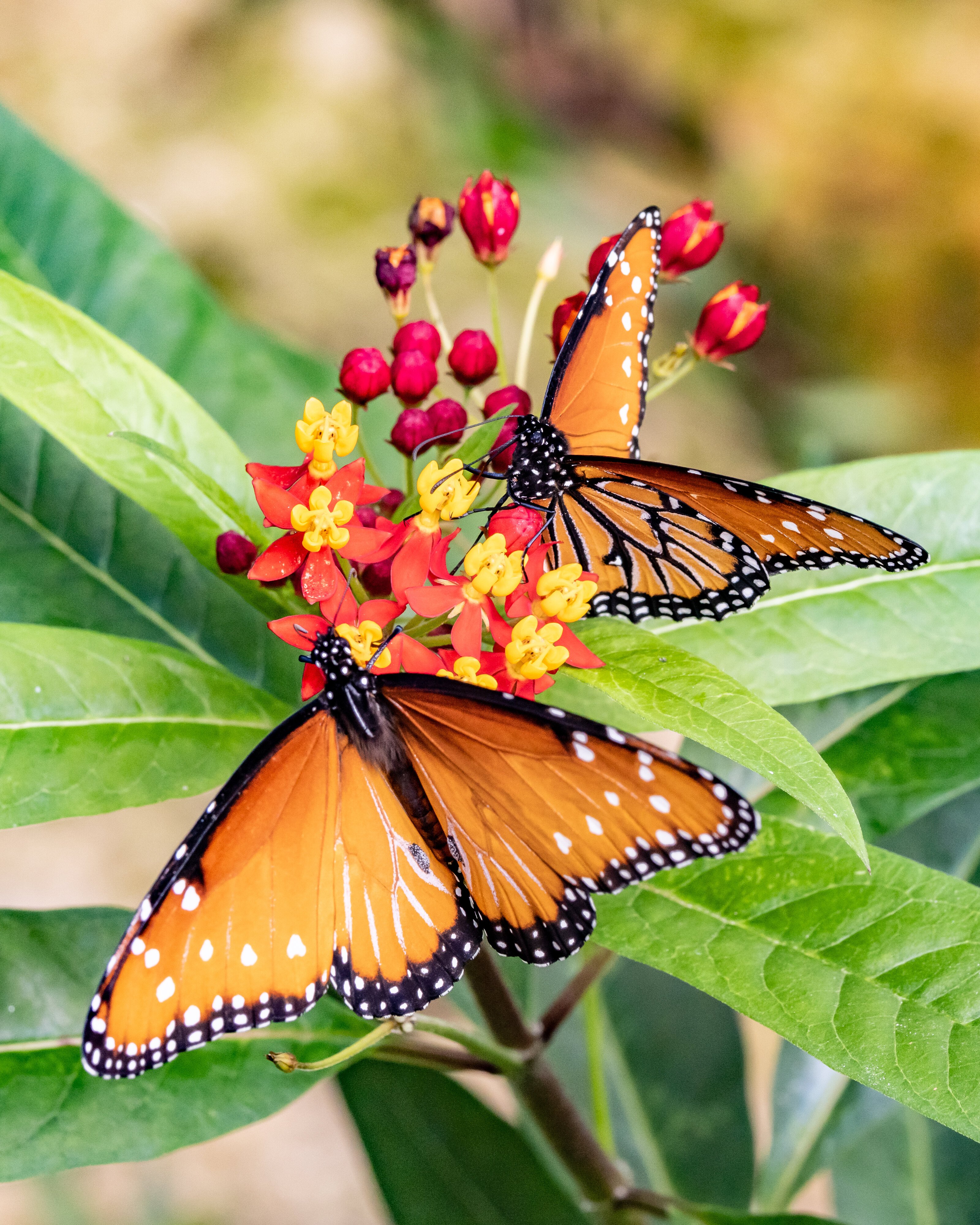 Monarchs on Mexican butterfly weed