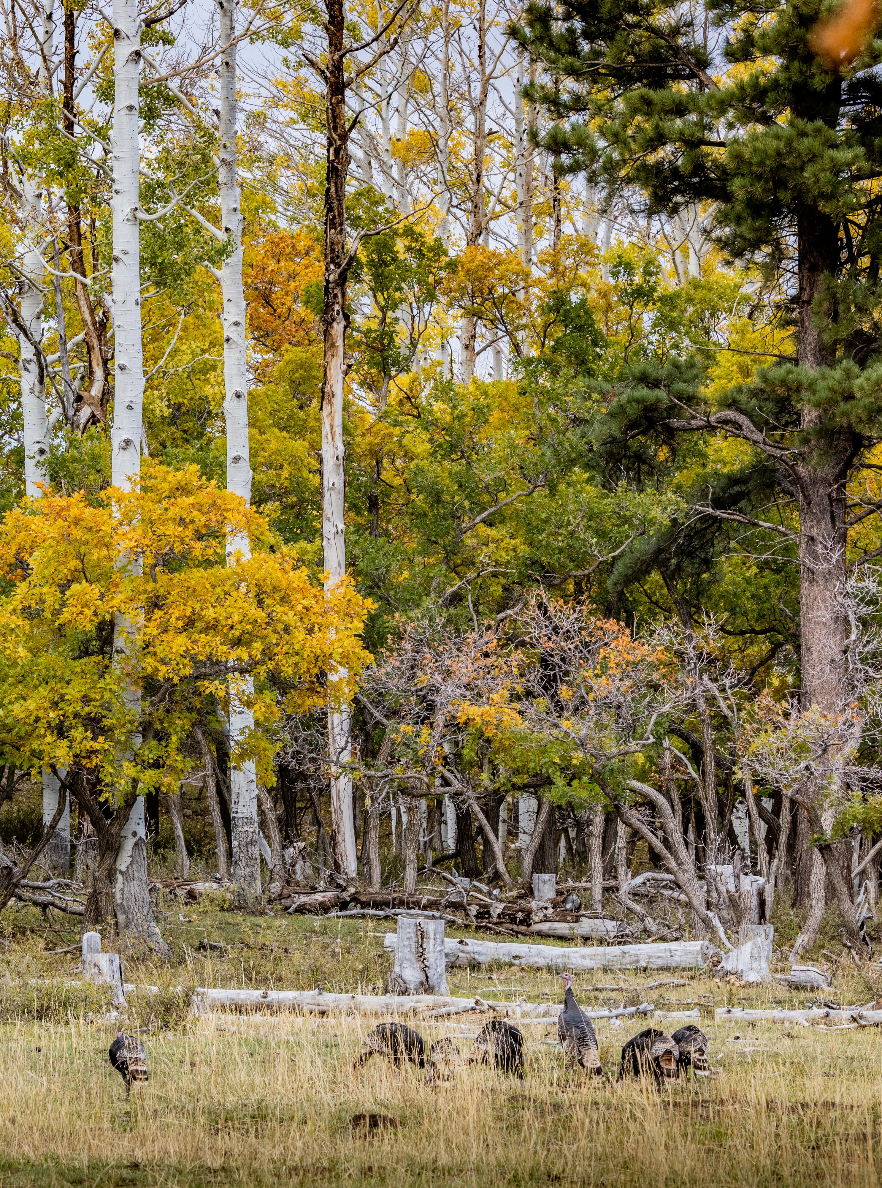 Monticello Utah