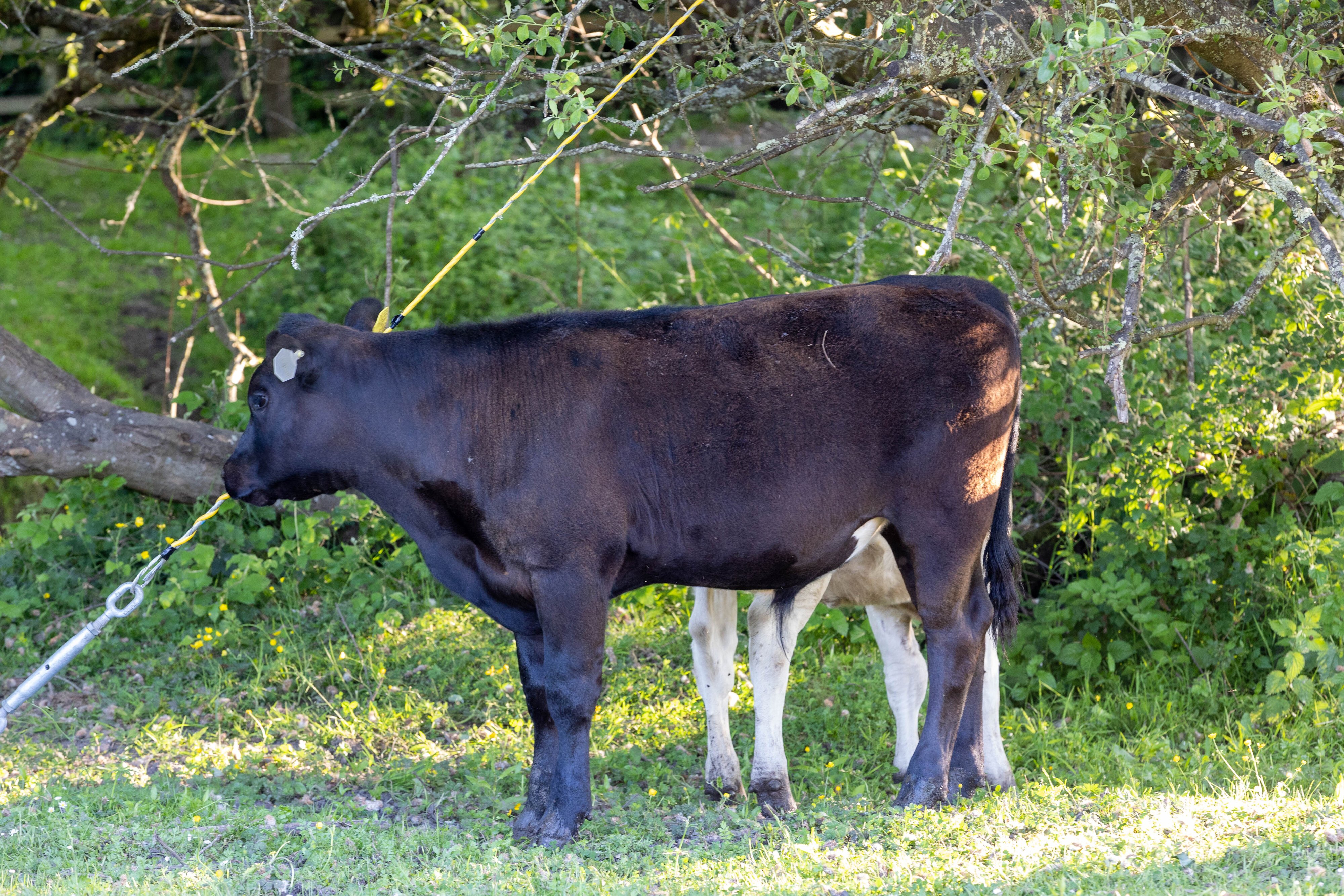 MOO COWS-3.jpg | Canon RF Shooters Forums