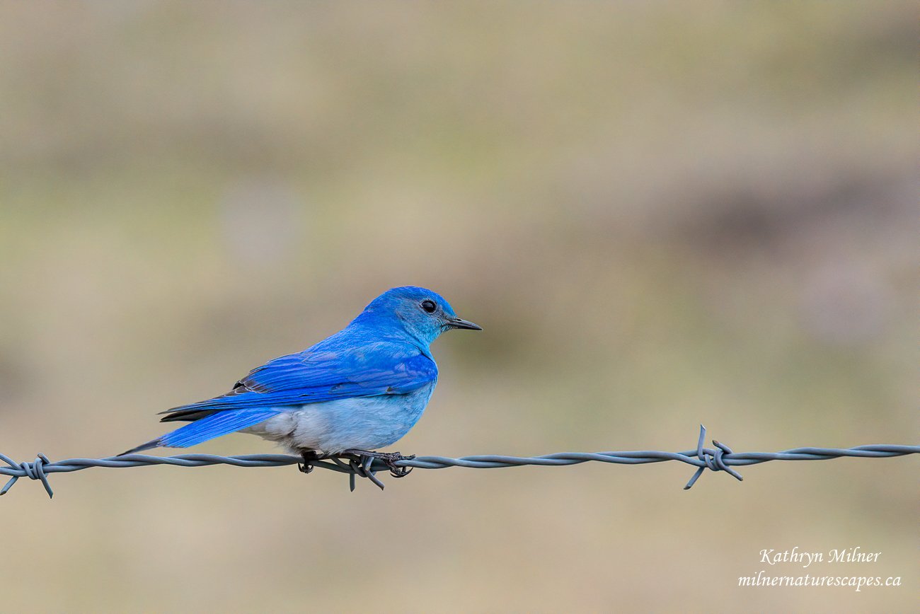 Mountain Bluebird