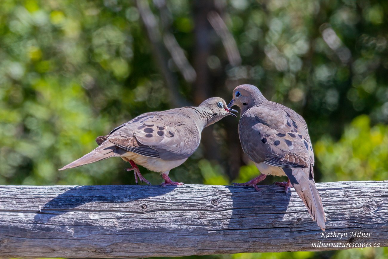 Mourning Doves.jpg