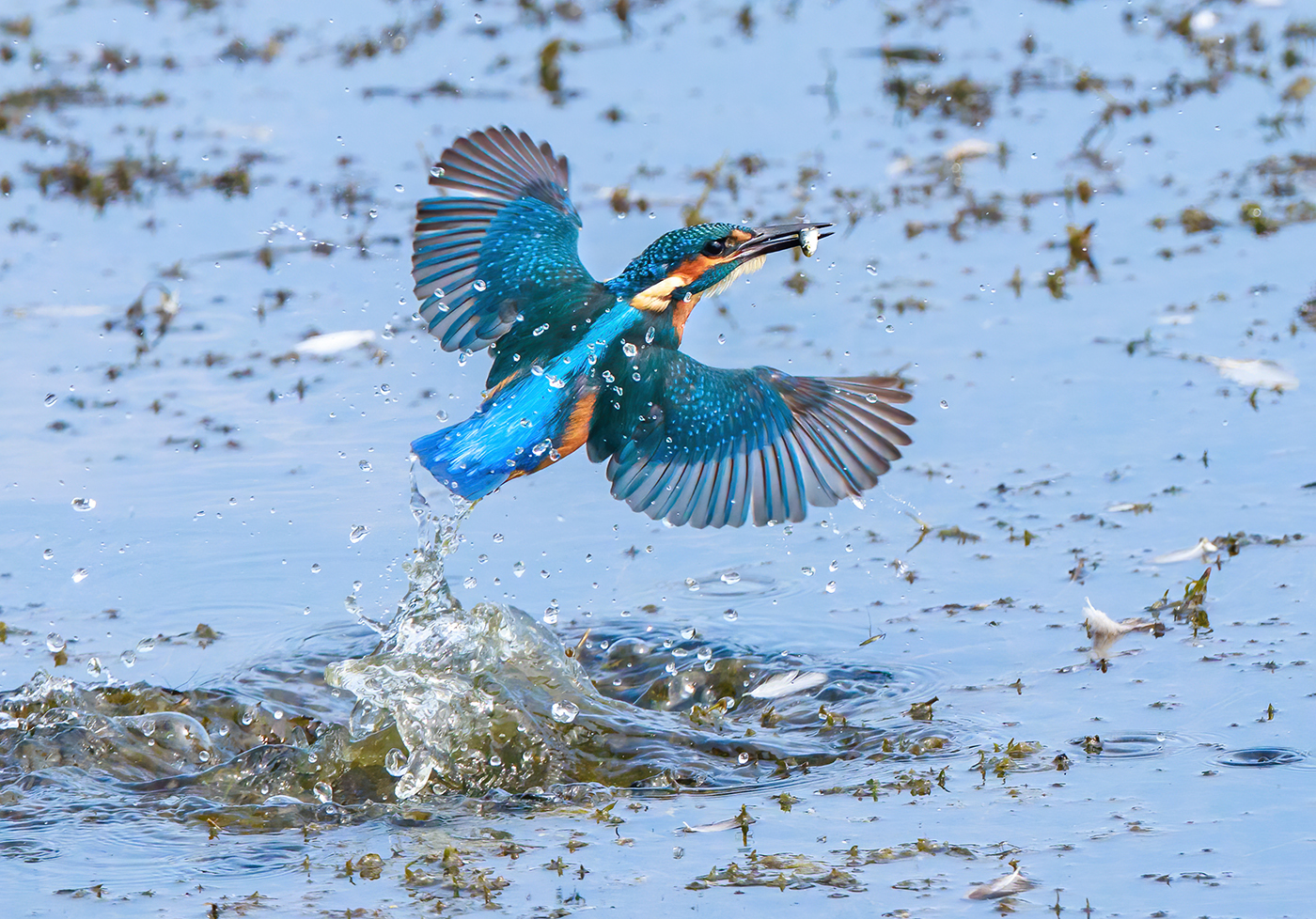 [mp] My Favourite.jpg