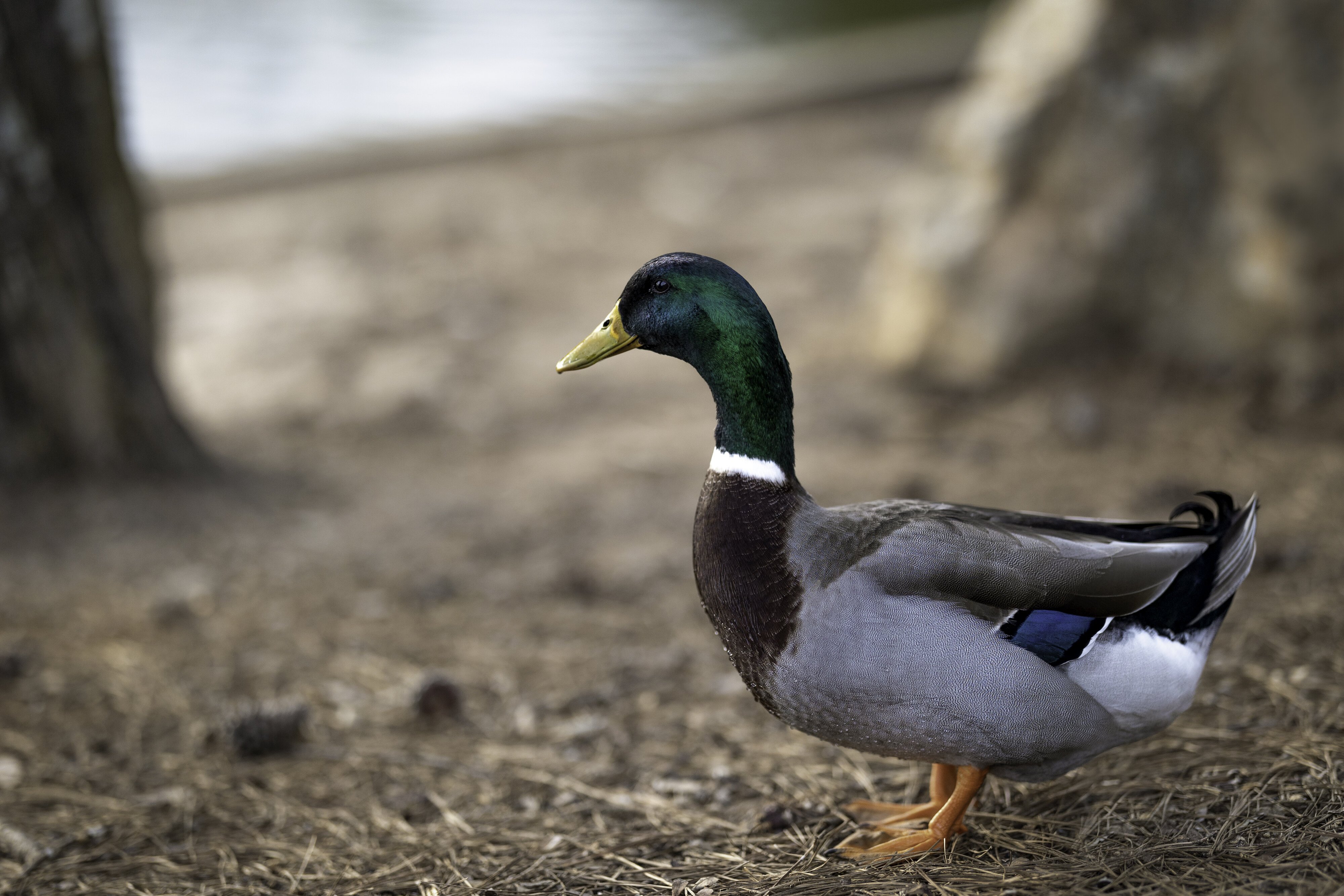 Mr. Mallard