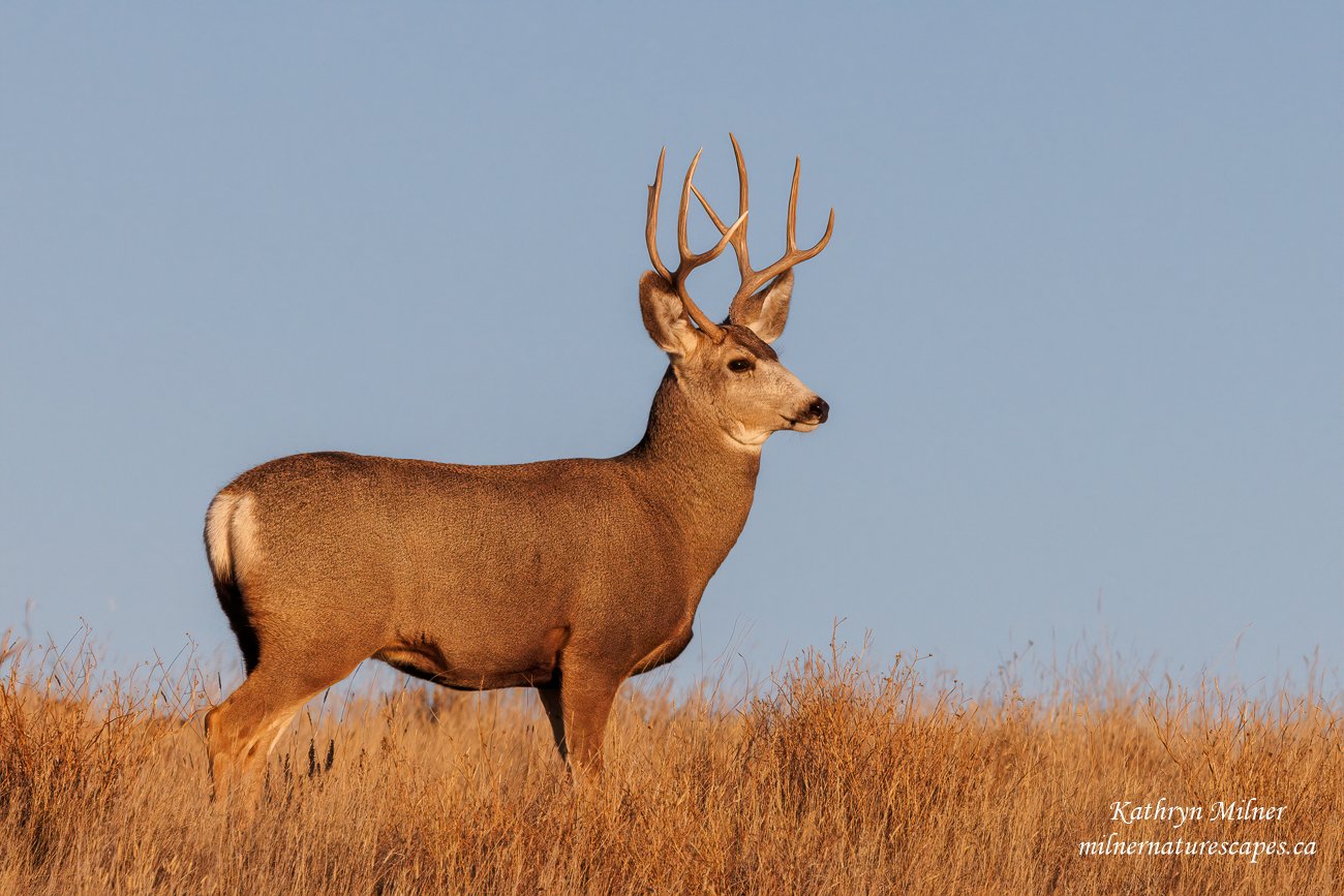 Mule Deer.jpg