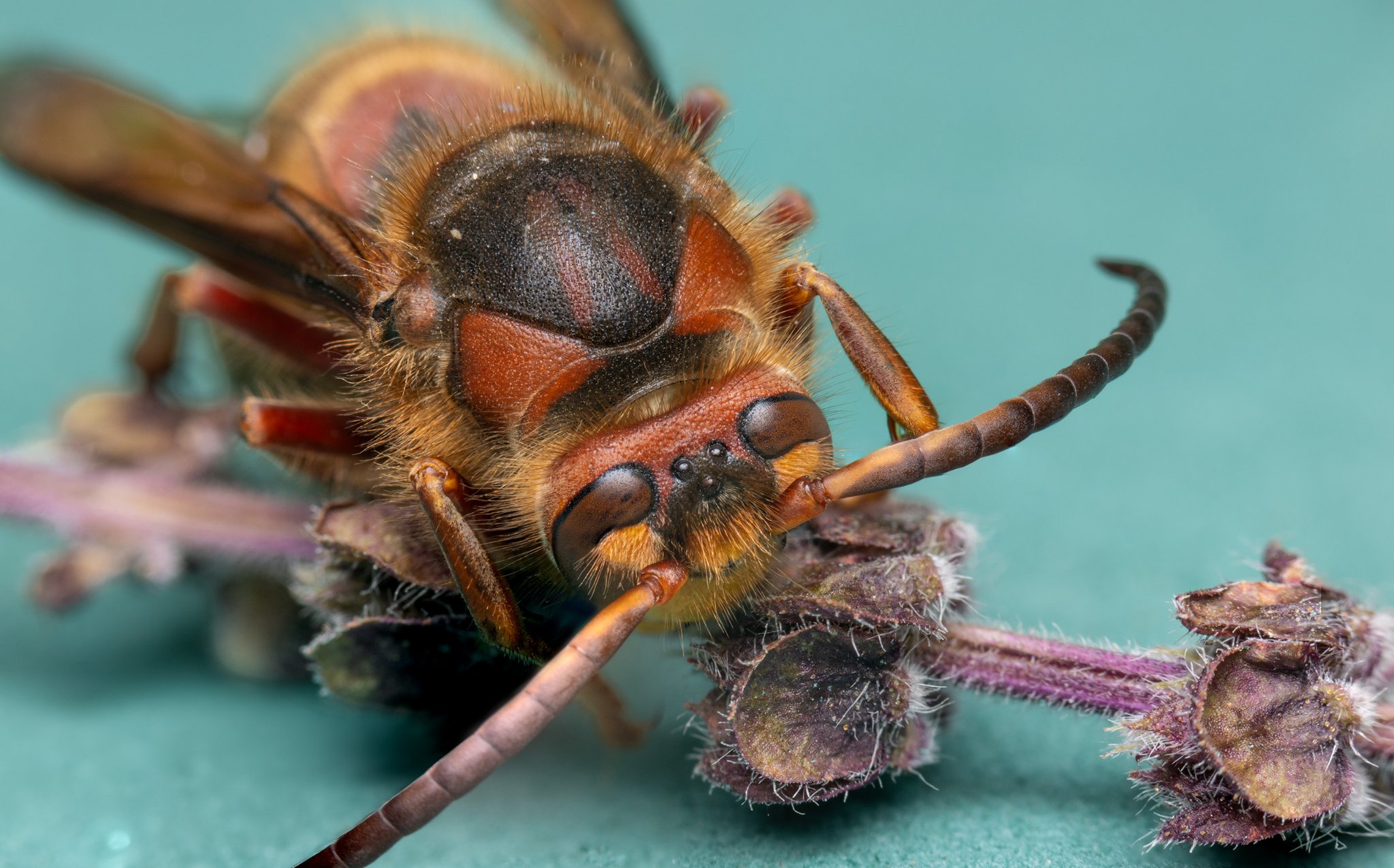 murder hornet.jpg