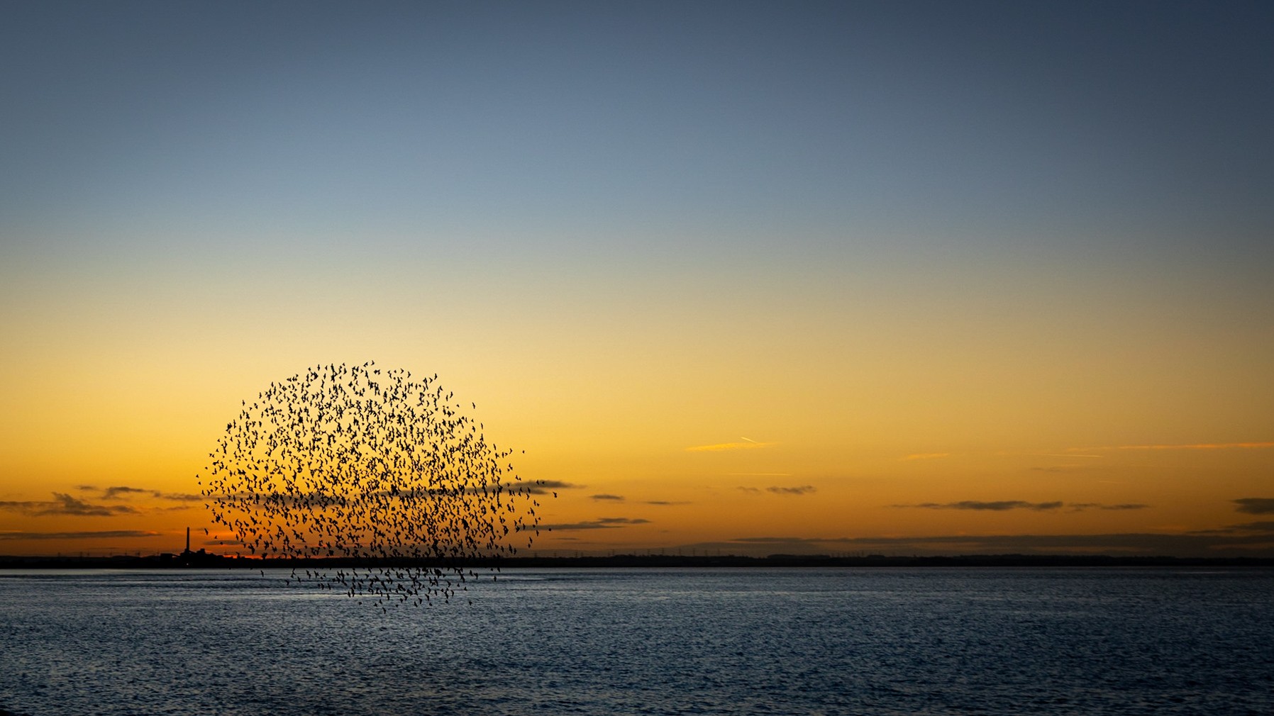 Murmuration of Starlings