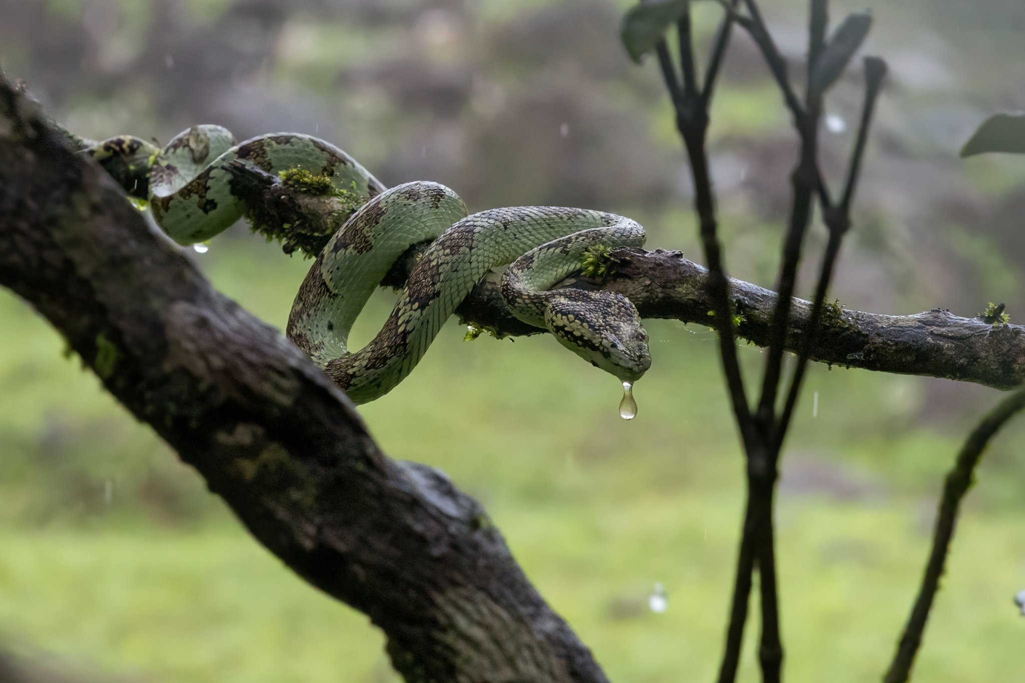 Nature's serpent draped in diamonds of rain