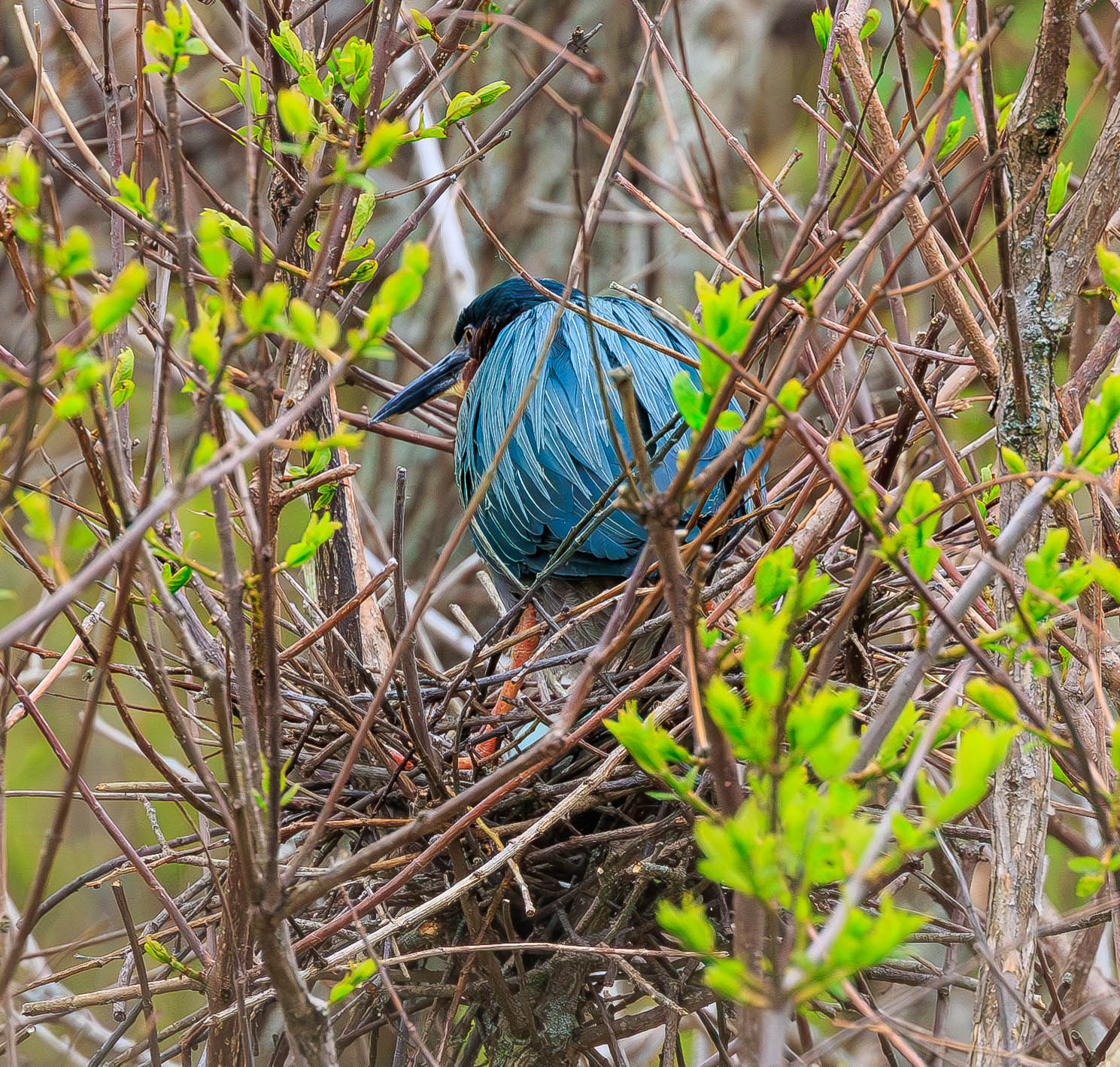 Nesting Green Heron