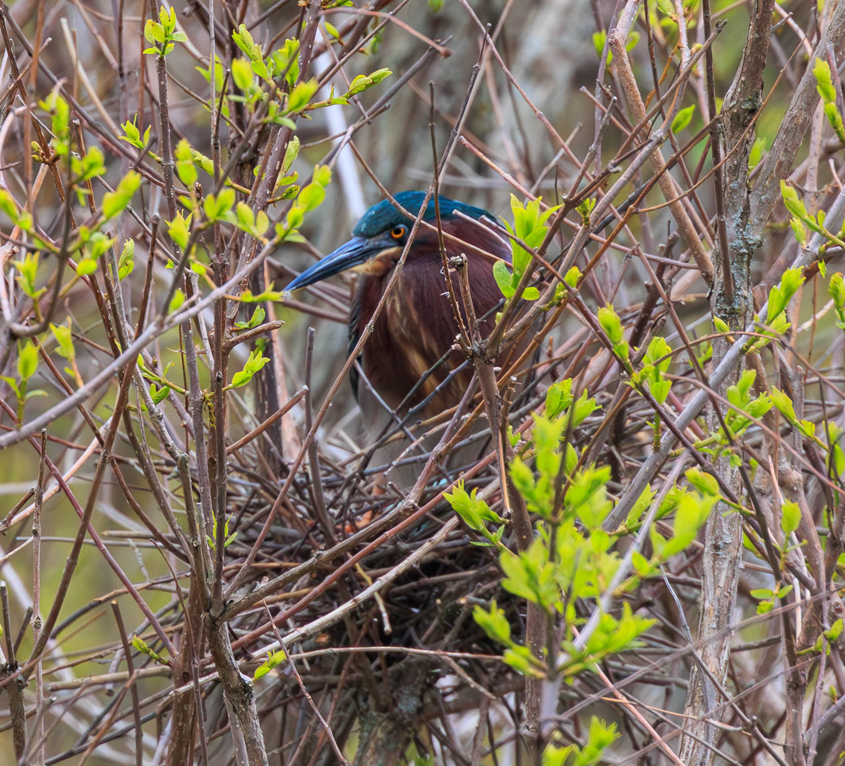 Nesting Green Heron