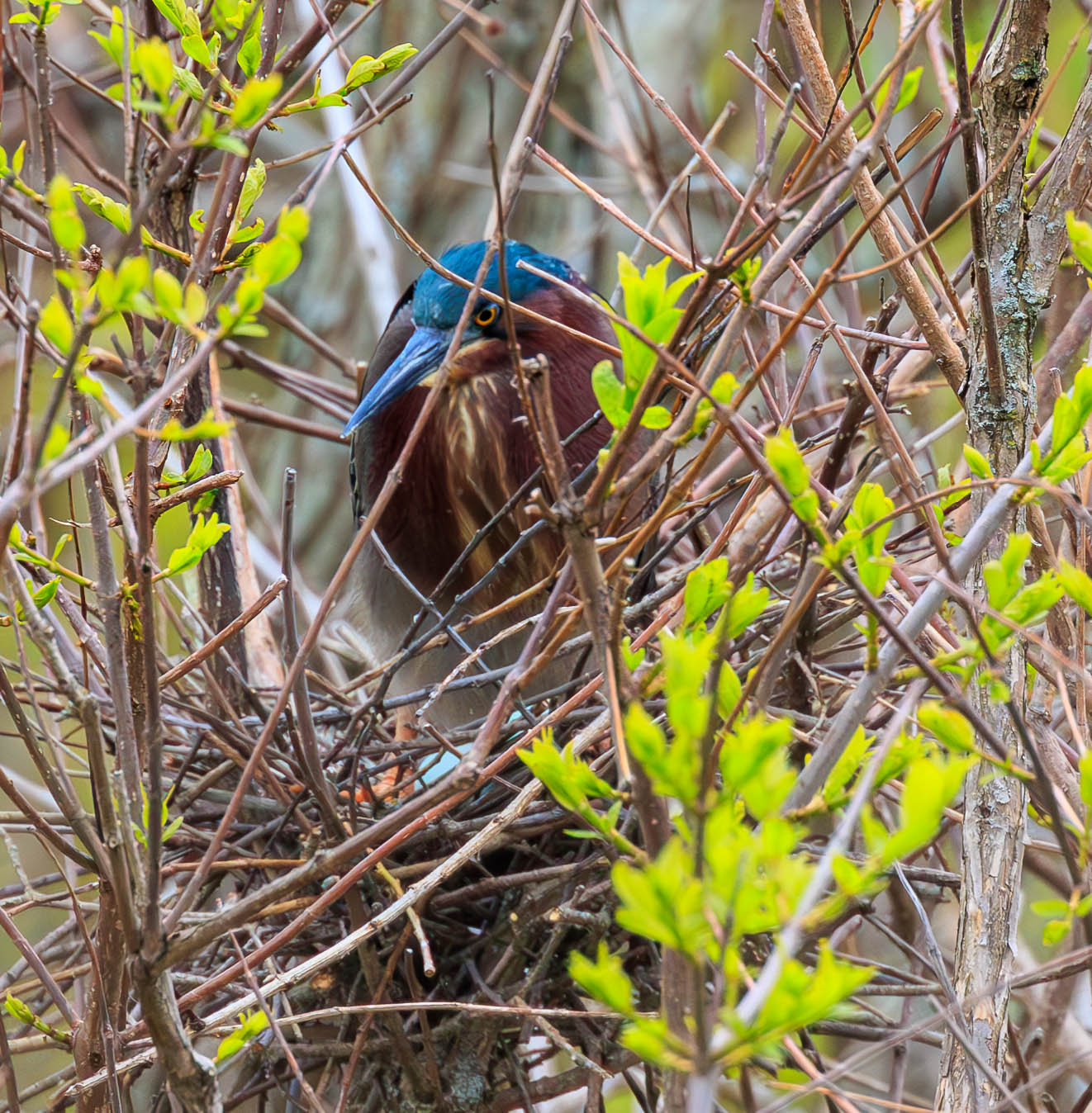 Nesting Green Heron