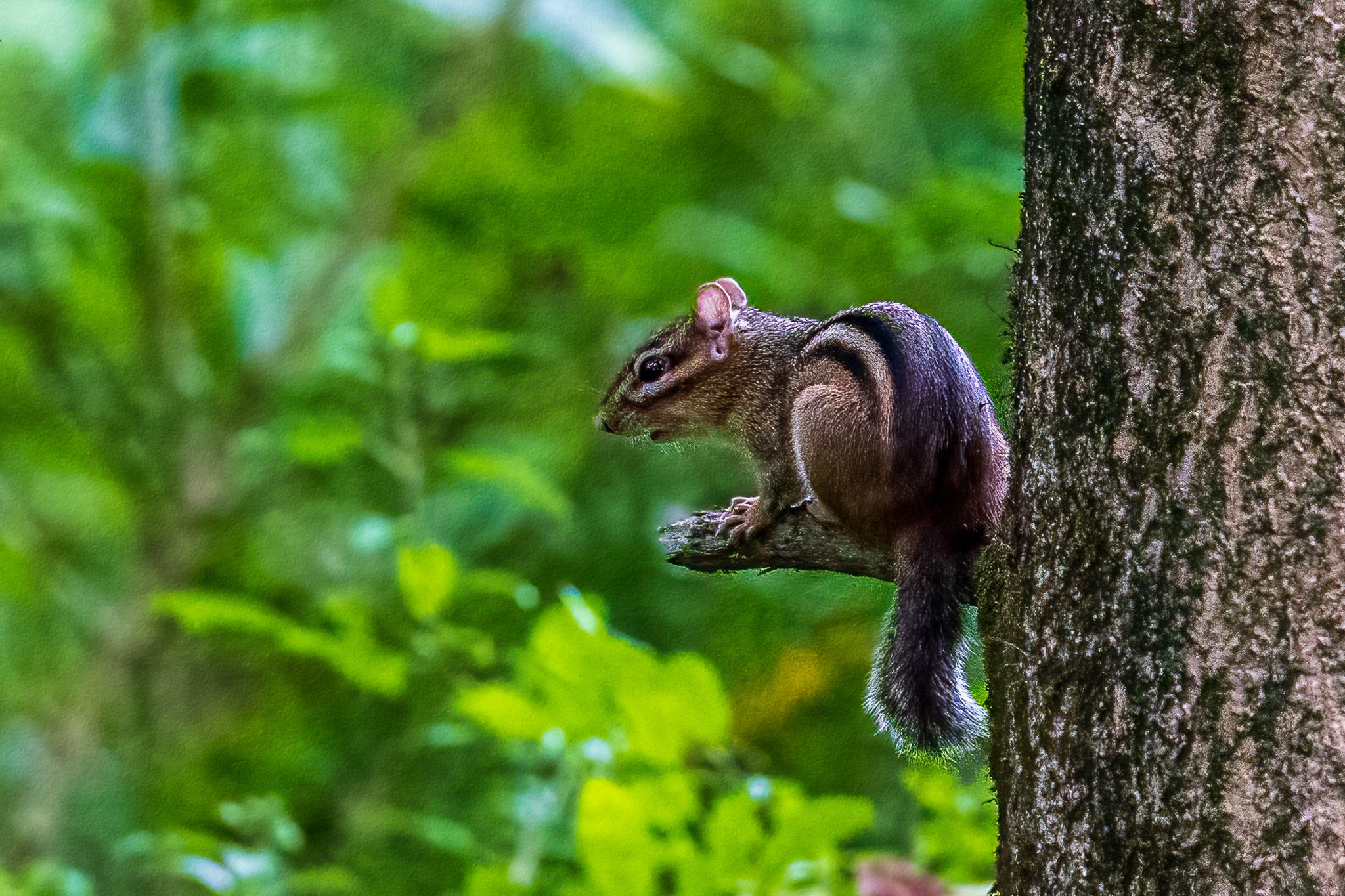 Noisy Chipmunk | Canon RF Shooters Forums