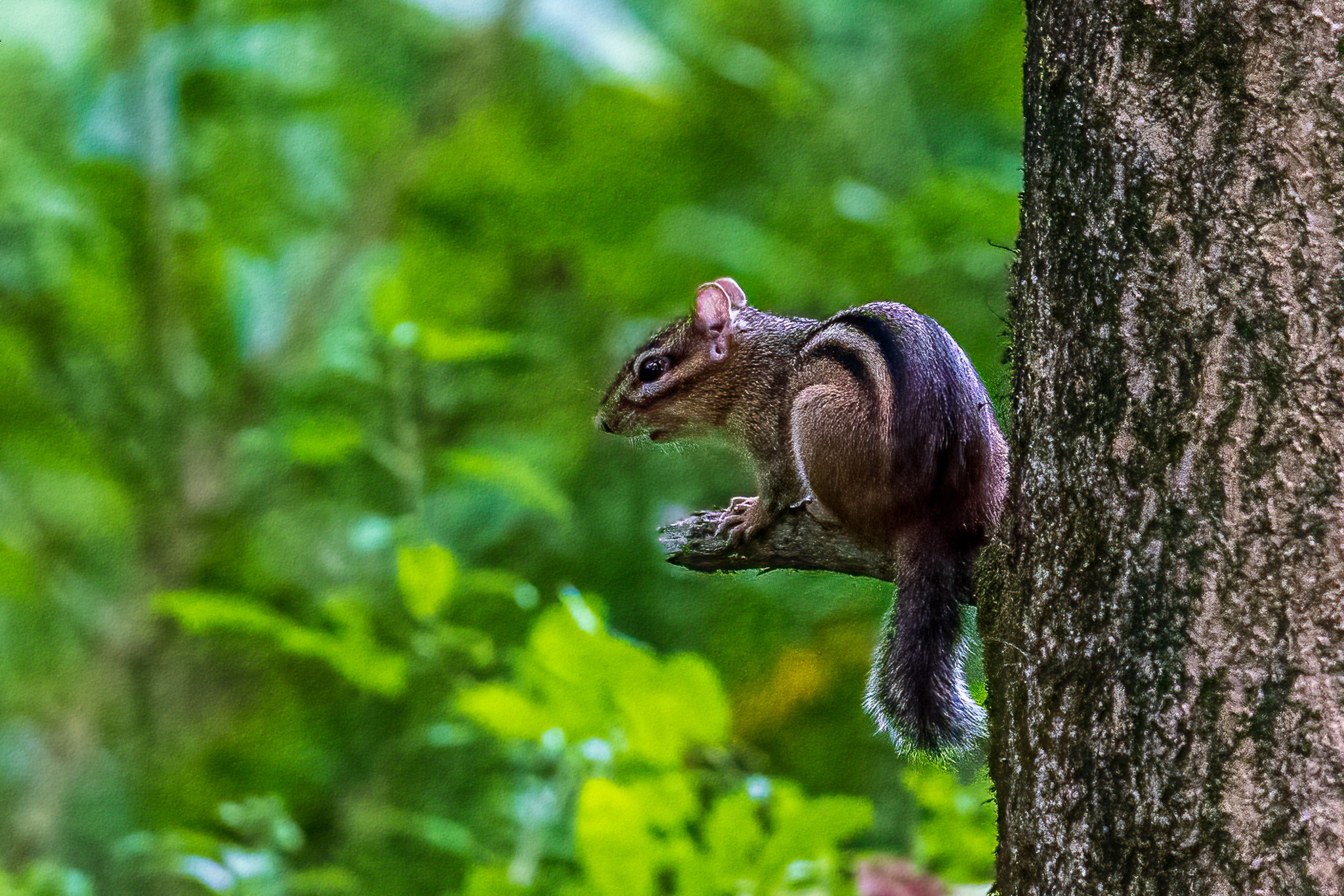 Noisy Chipmunk