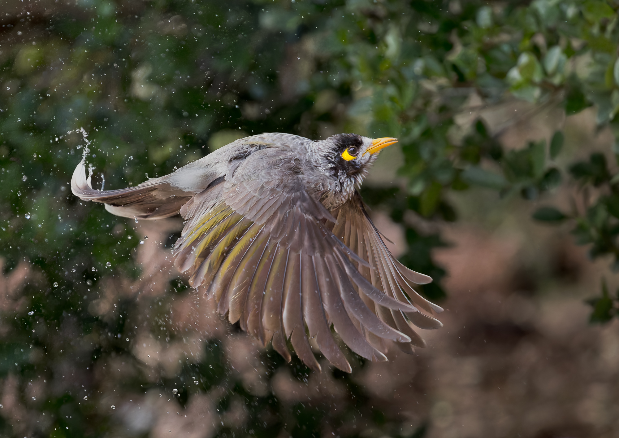 noisy-miner-002-bif-to-wet-b-exp2000px.jpg