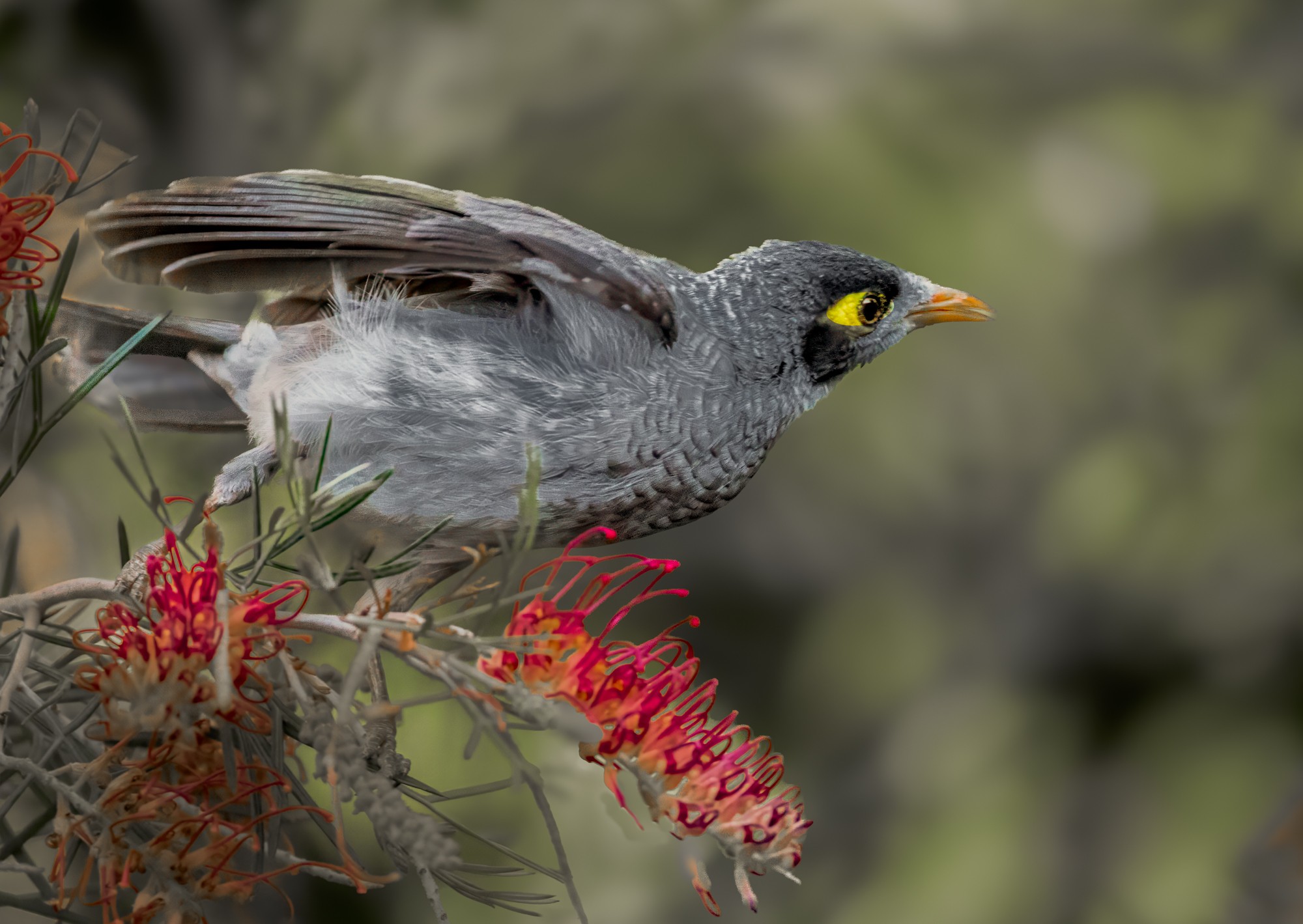 noisy-miner-bif-0001-d-2000px.jpg