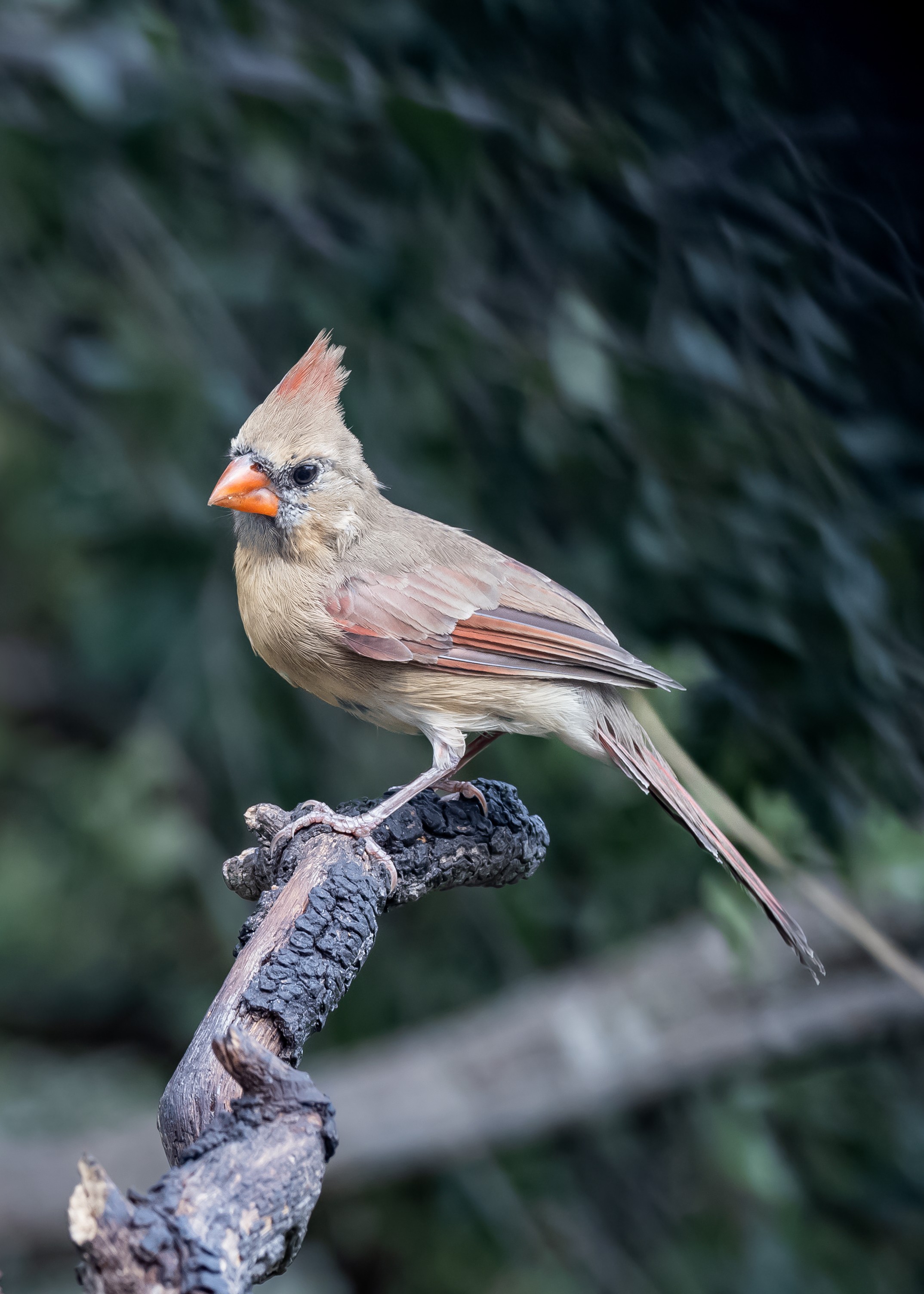 Norther cardinal