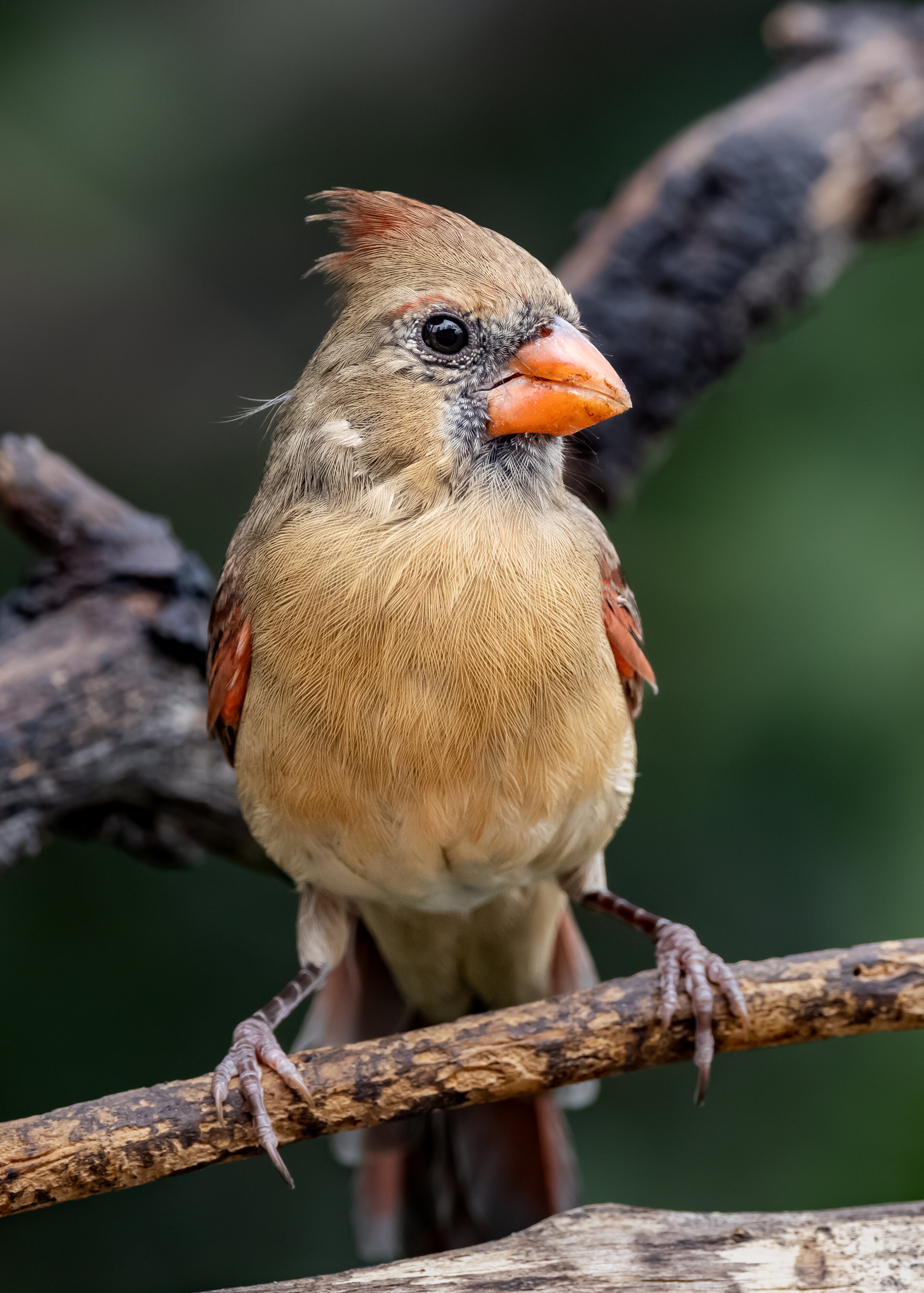 Norther Cardinal | Canon RF Shooters Forums