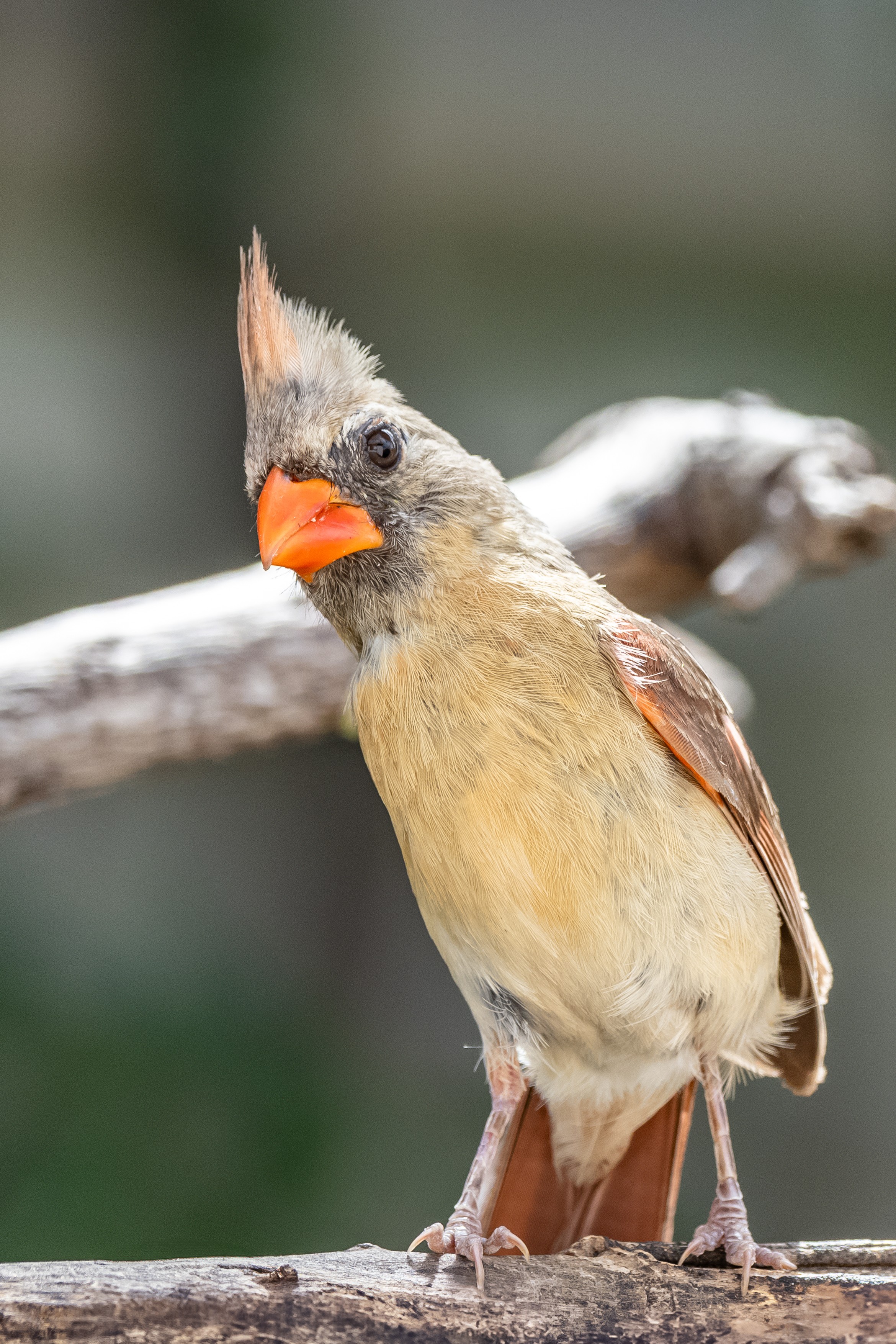 Northern Cardinal  Female