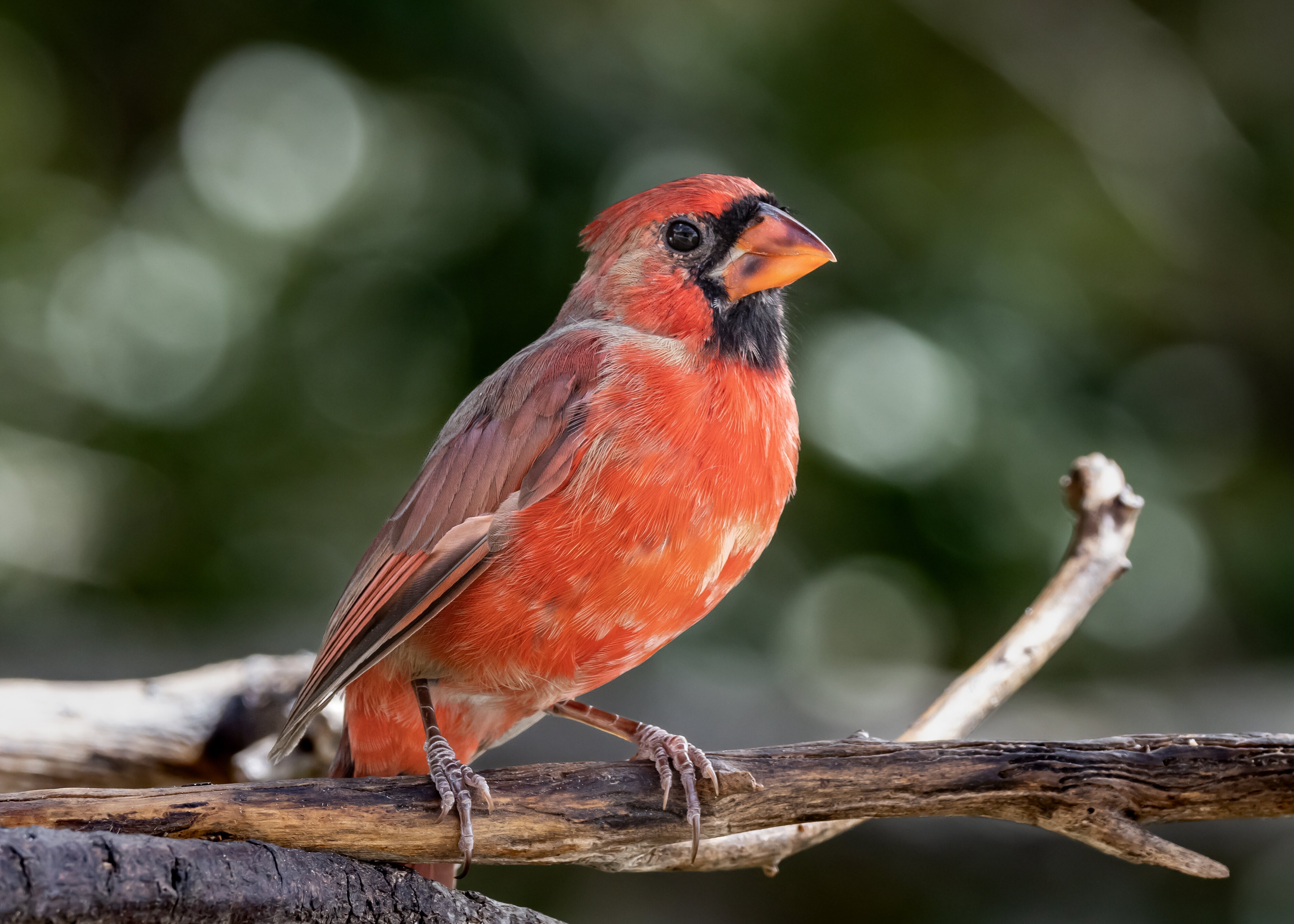 Northern Cardinal Male