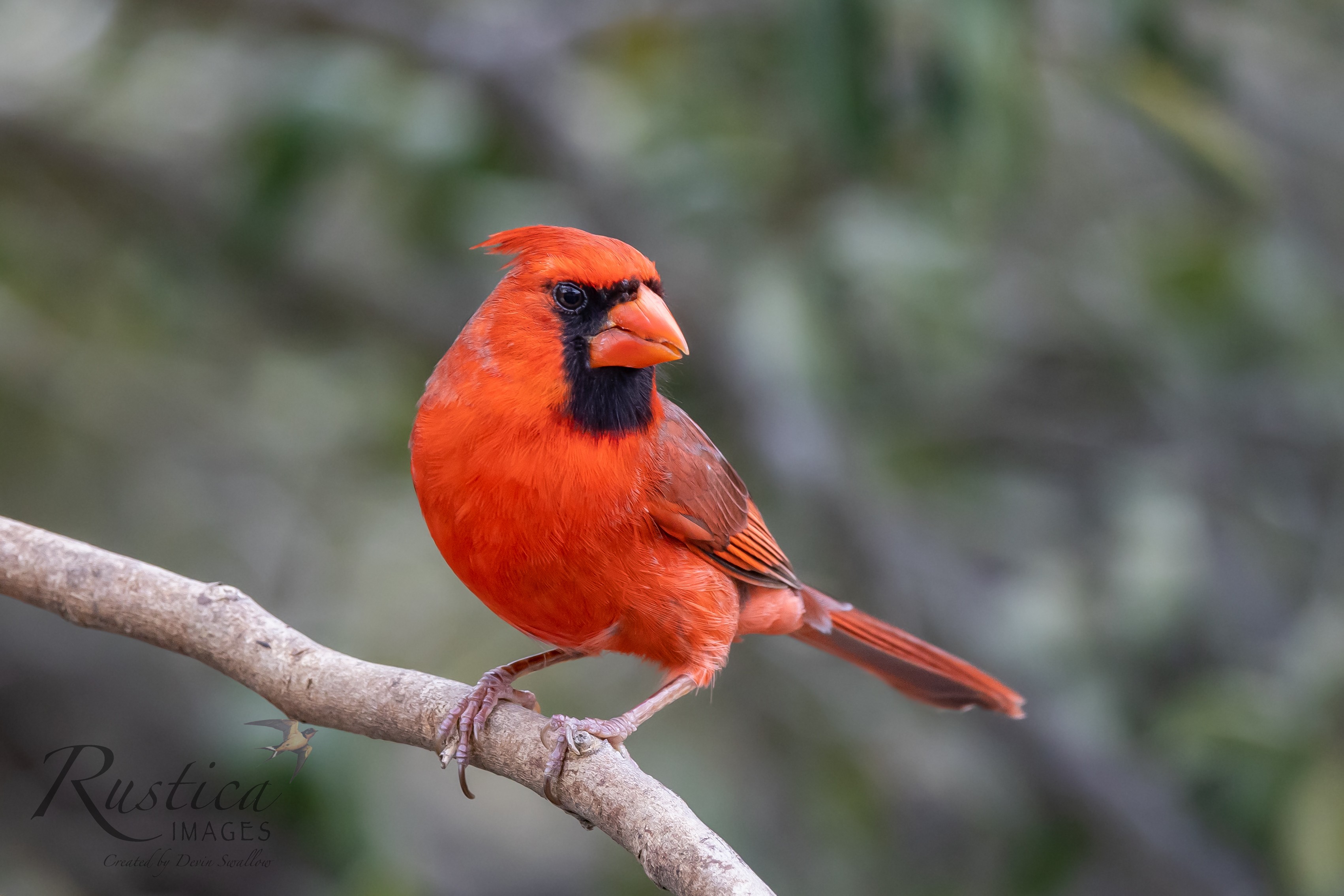 Northern Cardinal, San Antonio TX