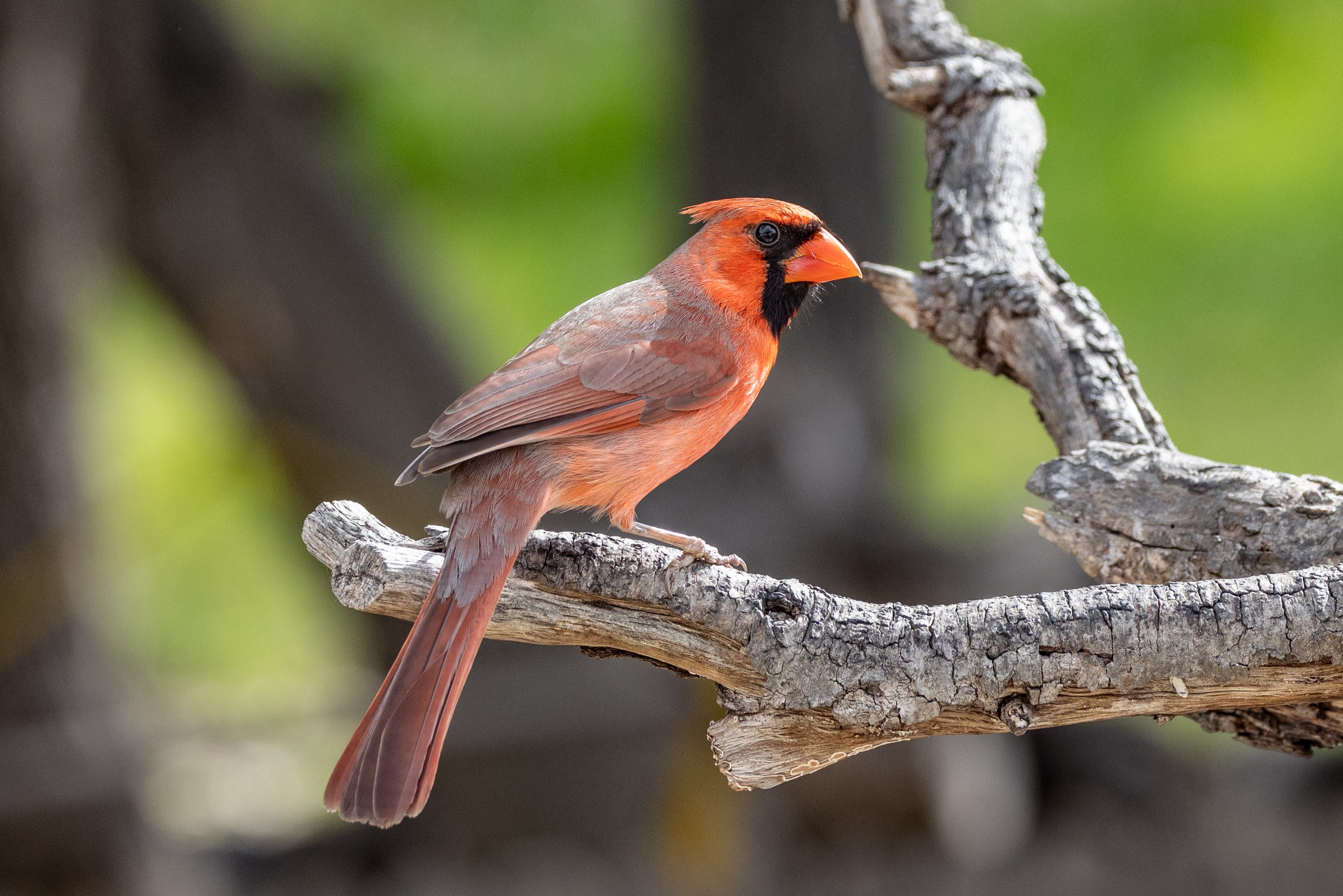 Northern Cardinal San Antonio | Canon RF Shooters Forums