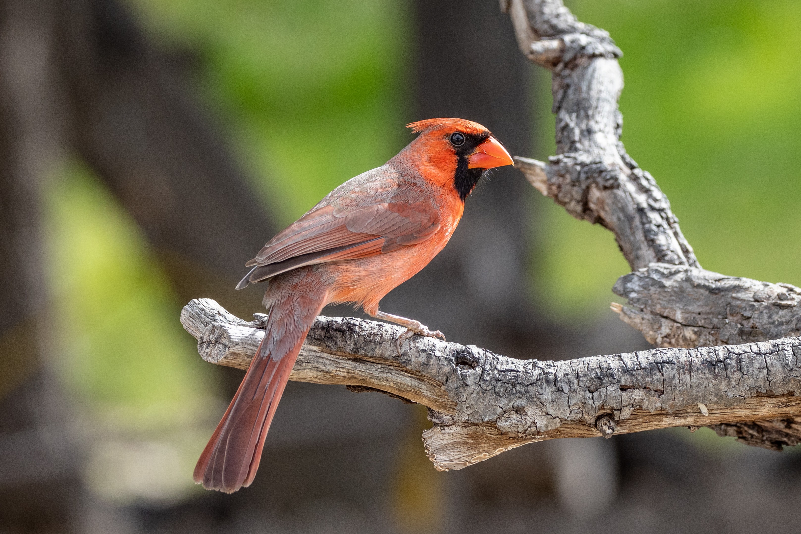 Northern Cardinal San Antonio