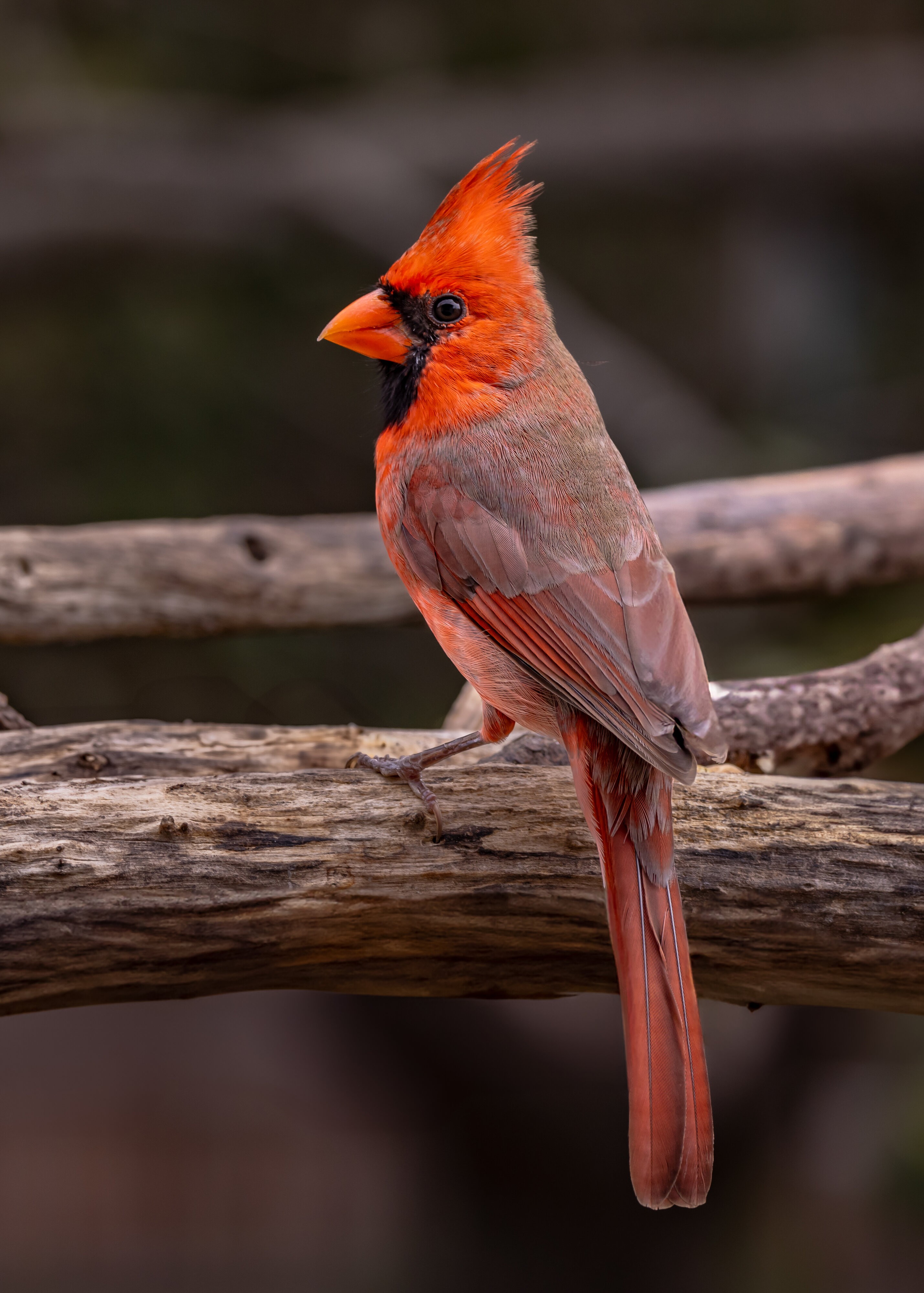 Northern Cardinal, San Antonio