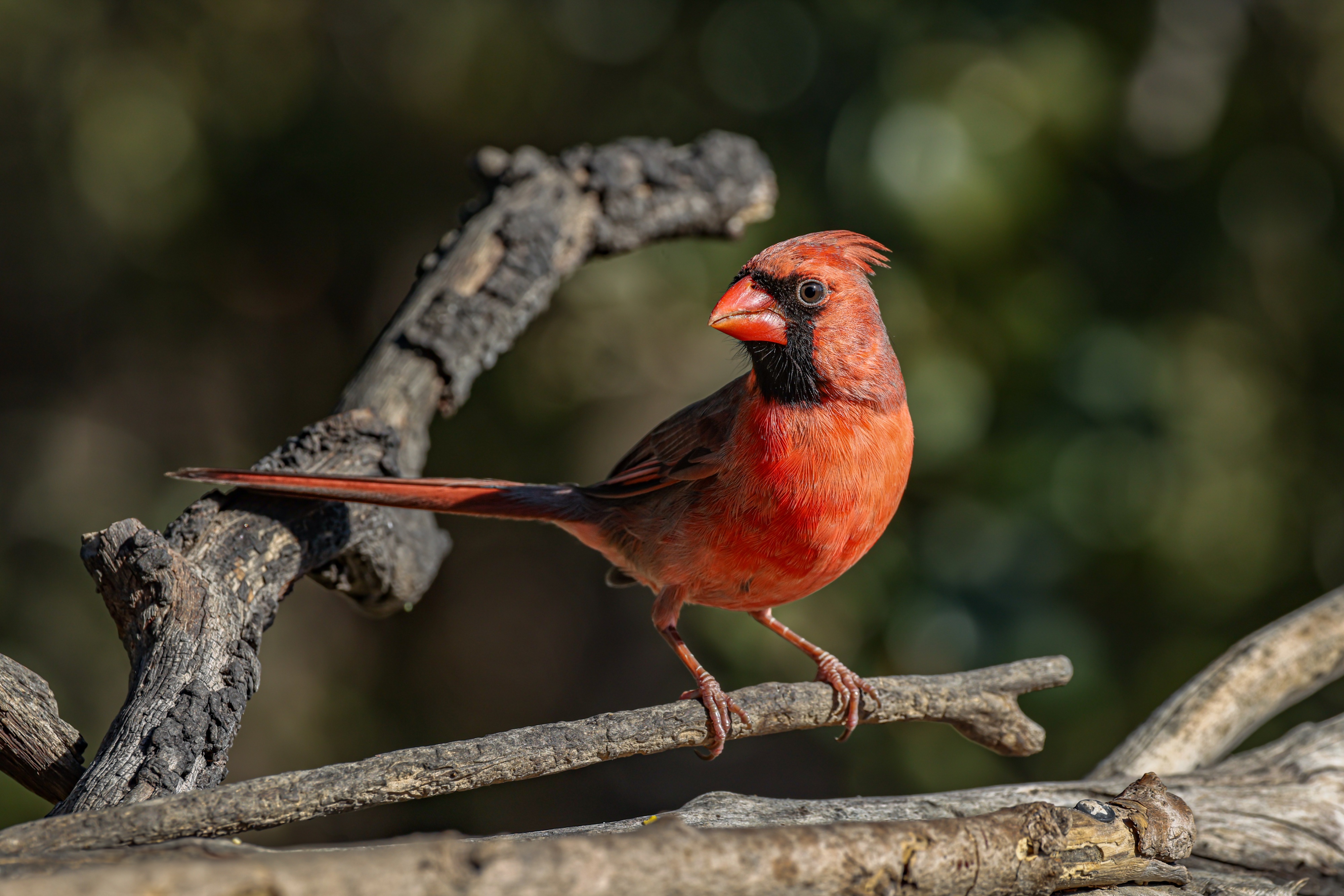 Northern Cardinal, San Antonio