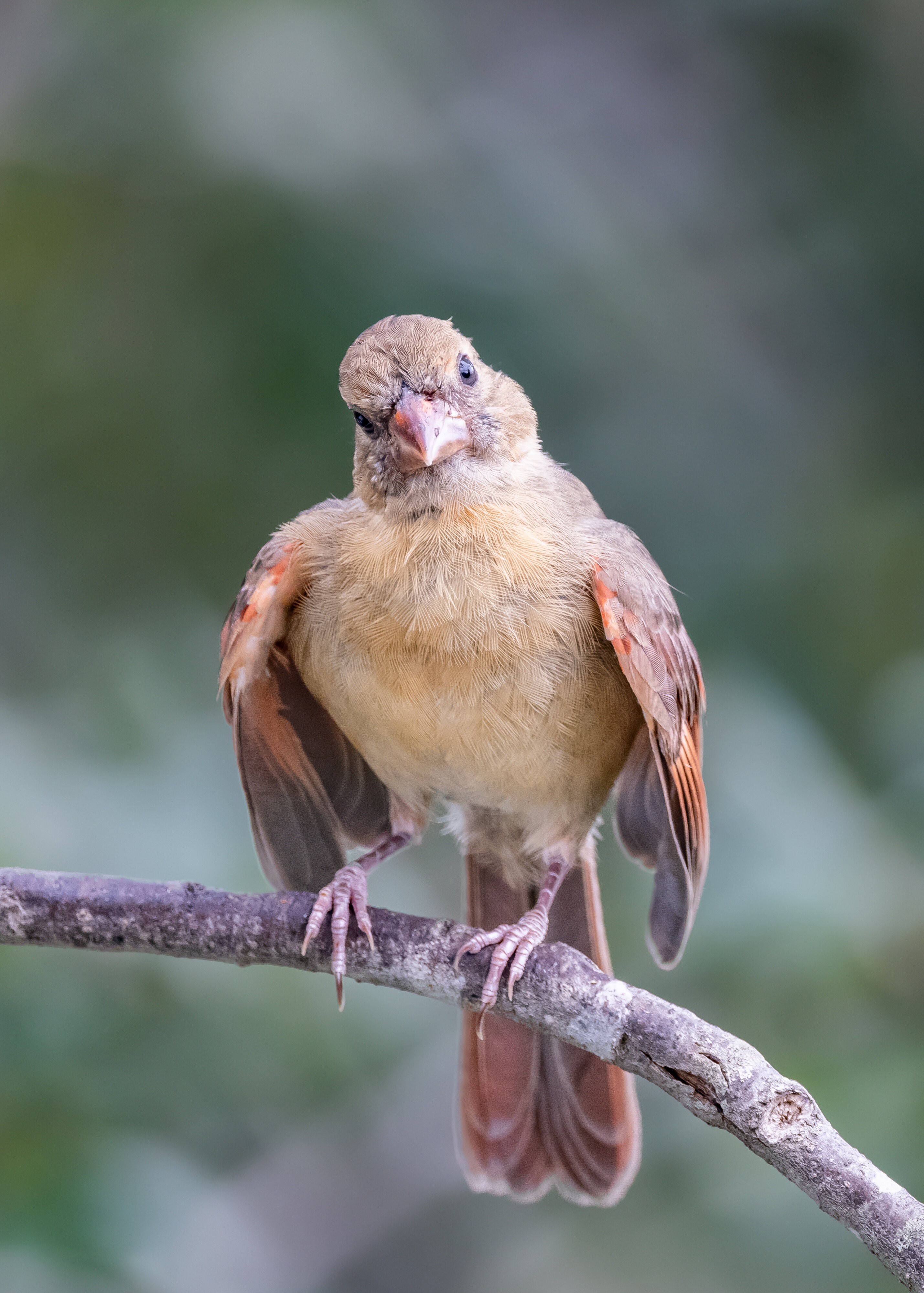 Northern Cardinal