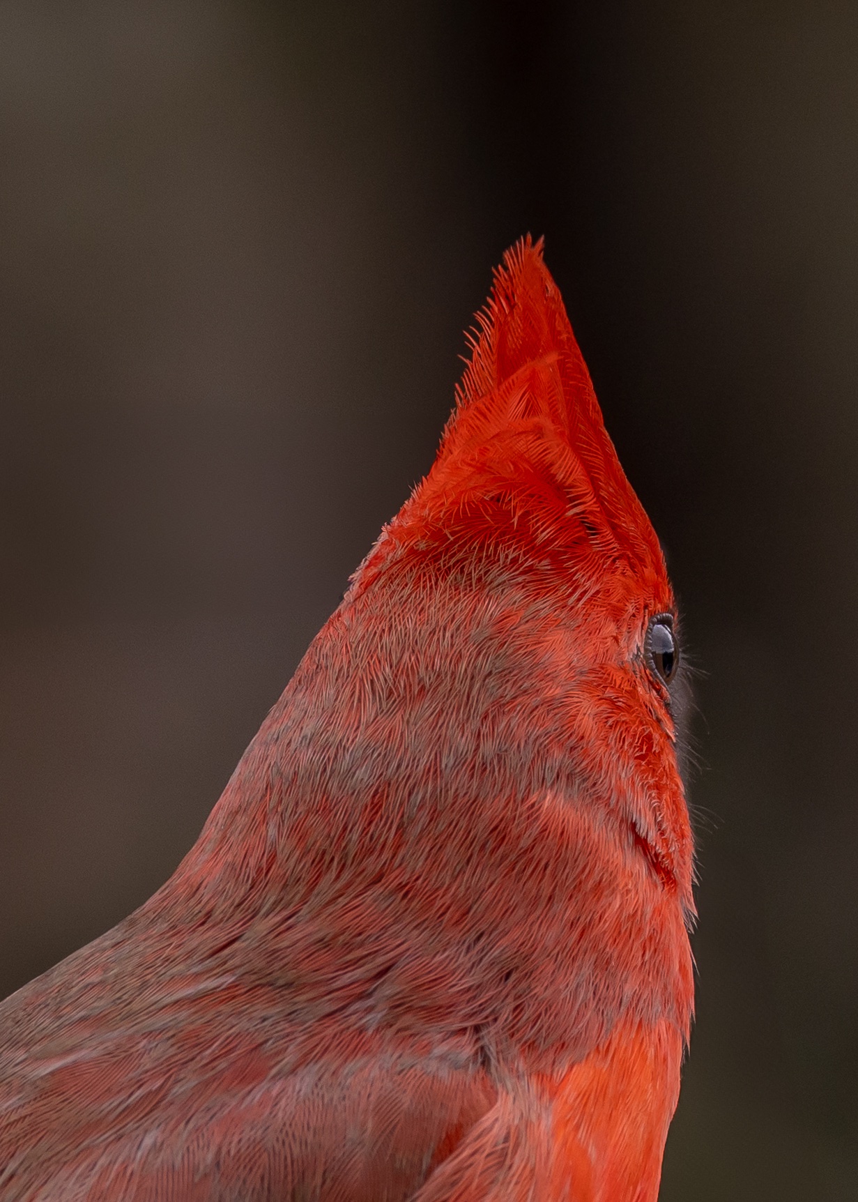 Northern cardinal