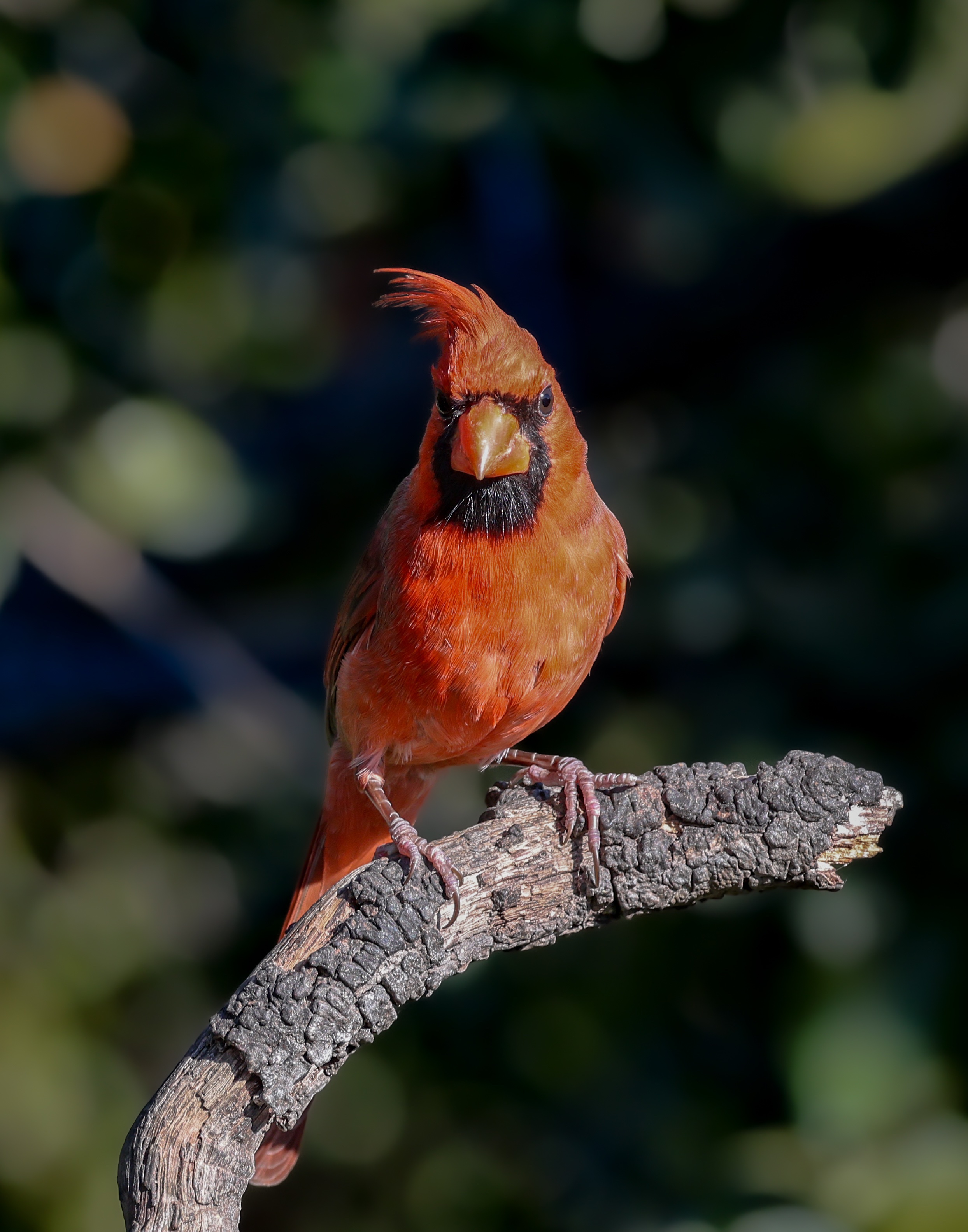 Northern Cardinal