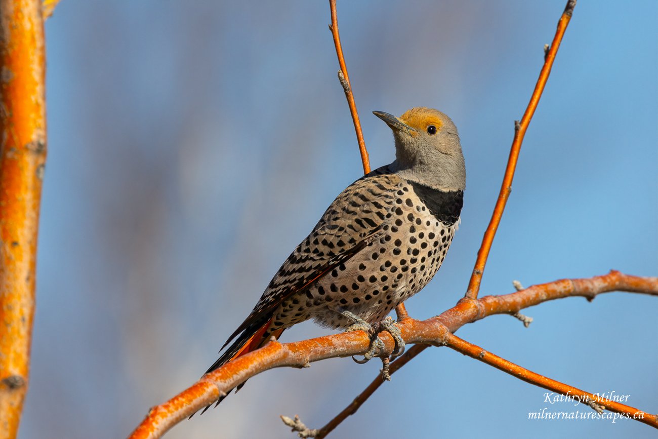 Northern Flicker - Female - Red Shafted