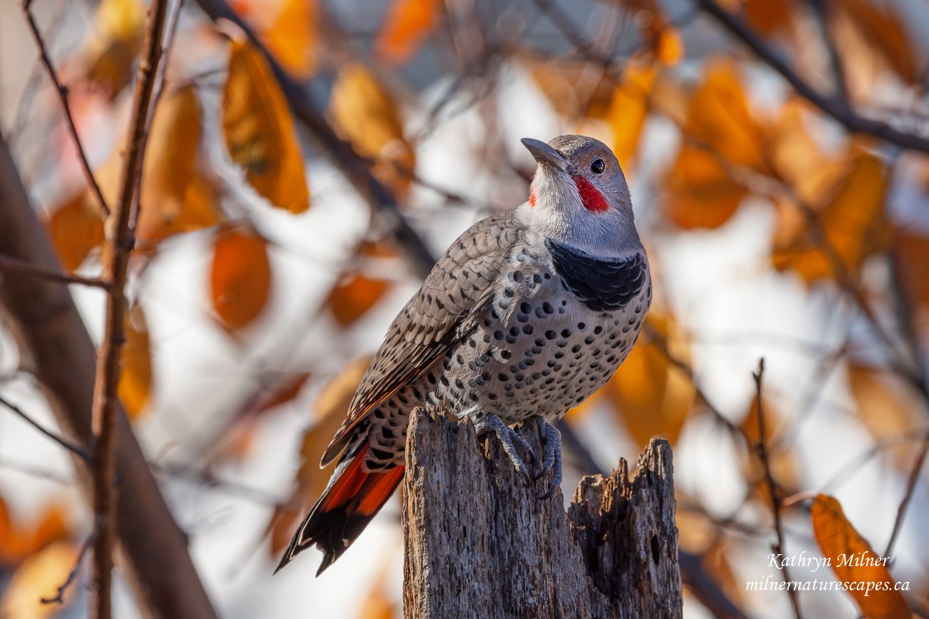 Northern Flicker.jpg