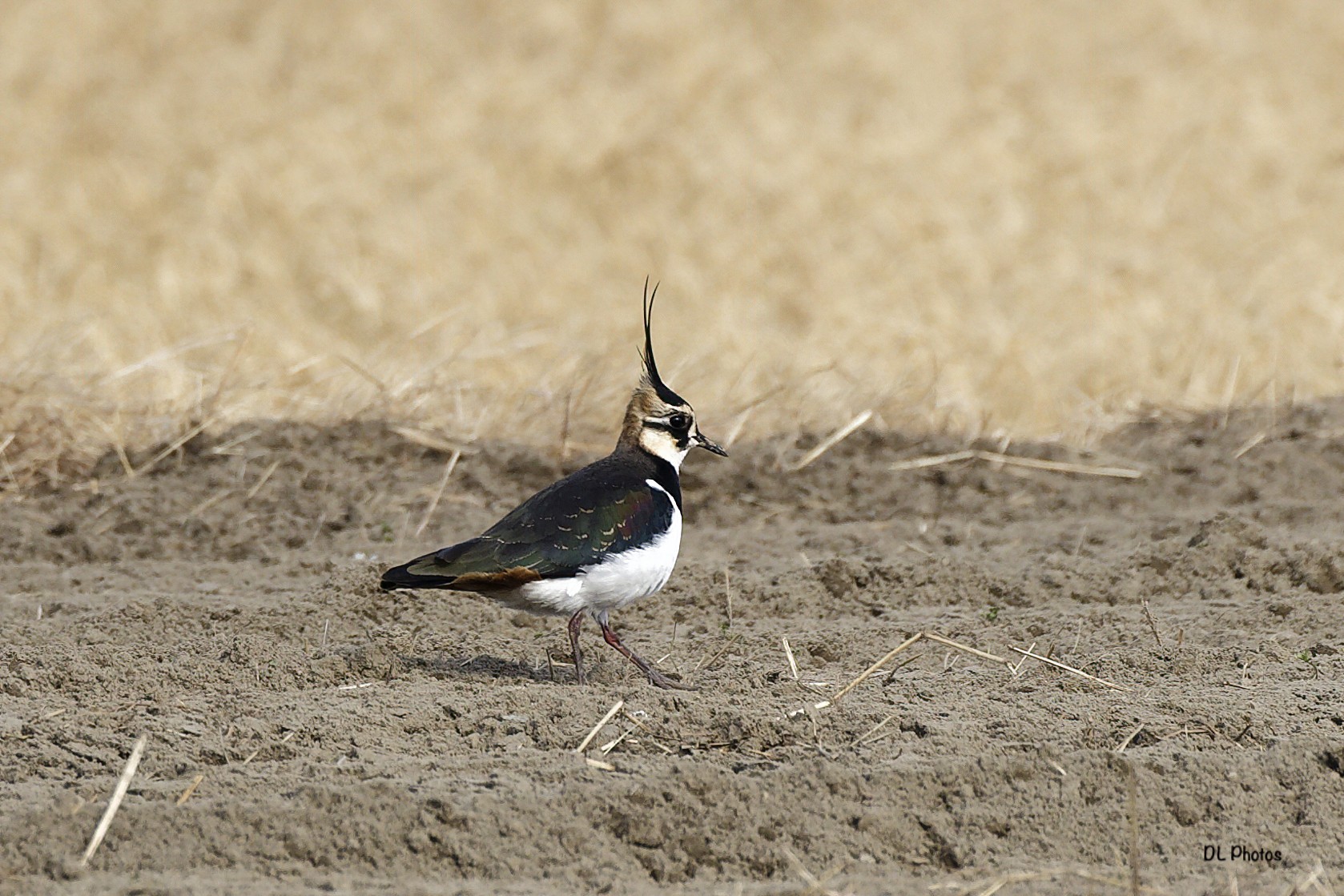 Northern Lapwing