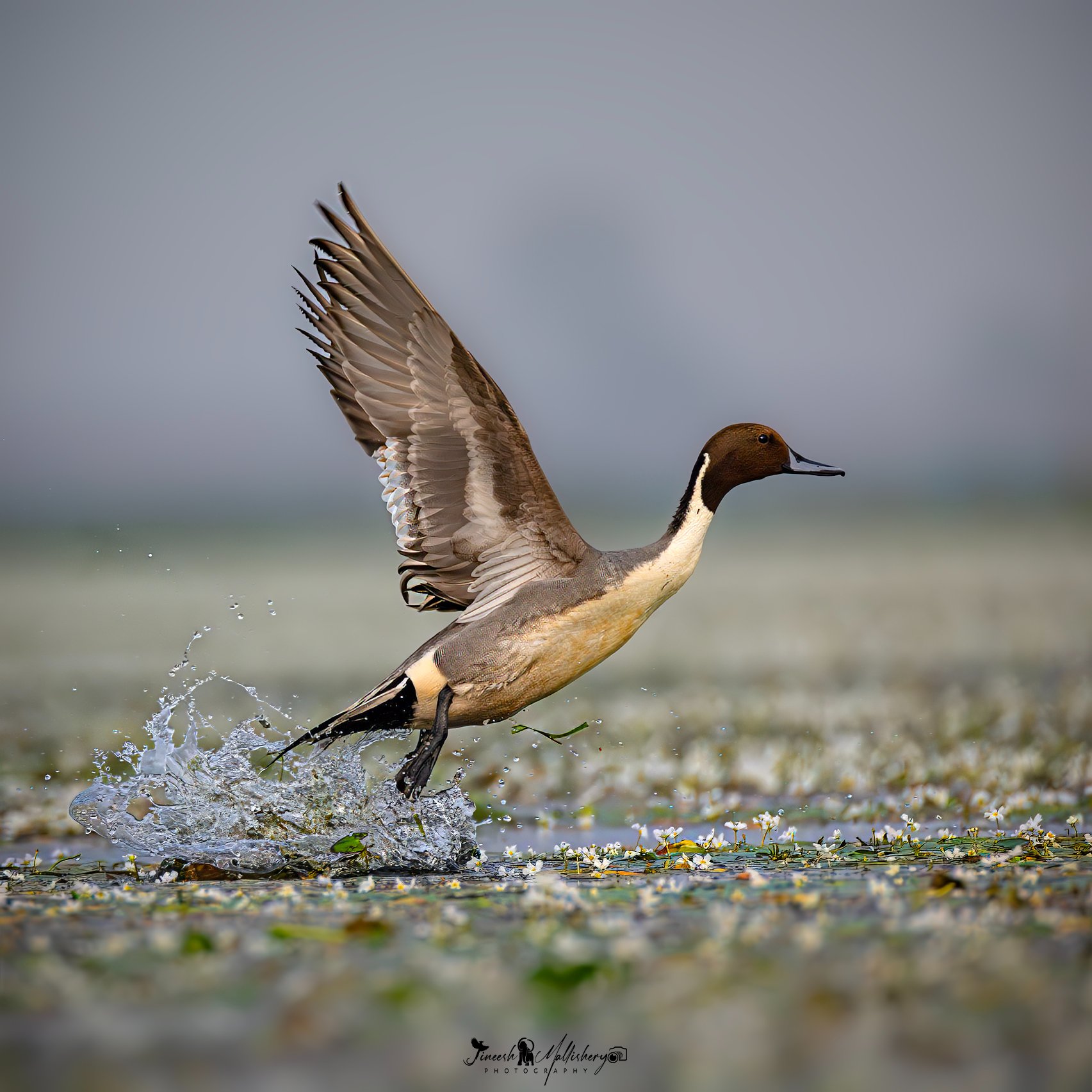Northern Pintail duck