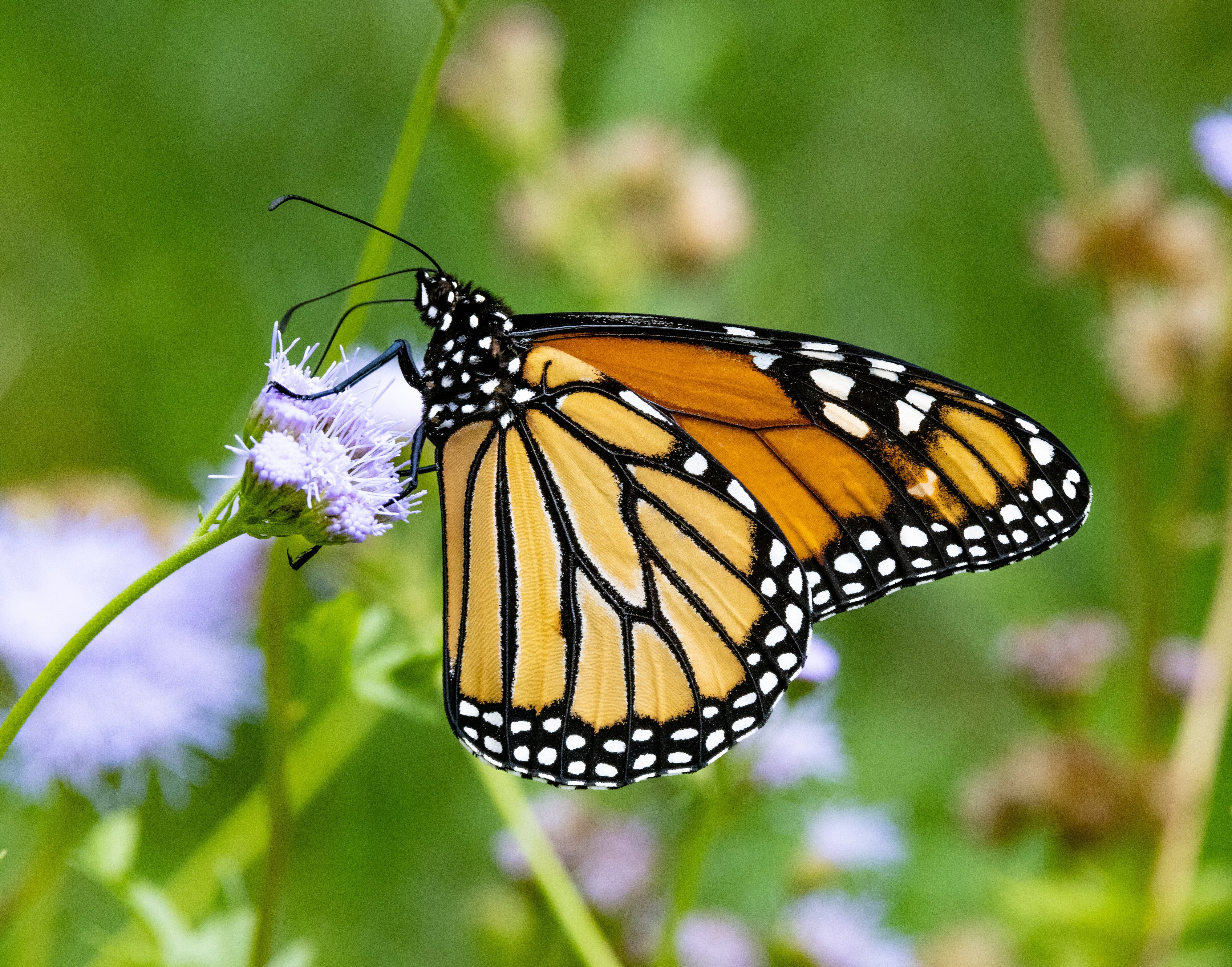 November Monarch on Gregg's mist flower