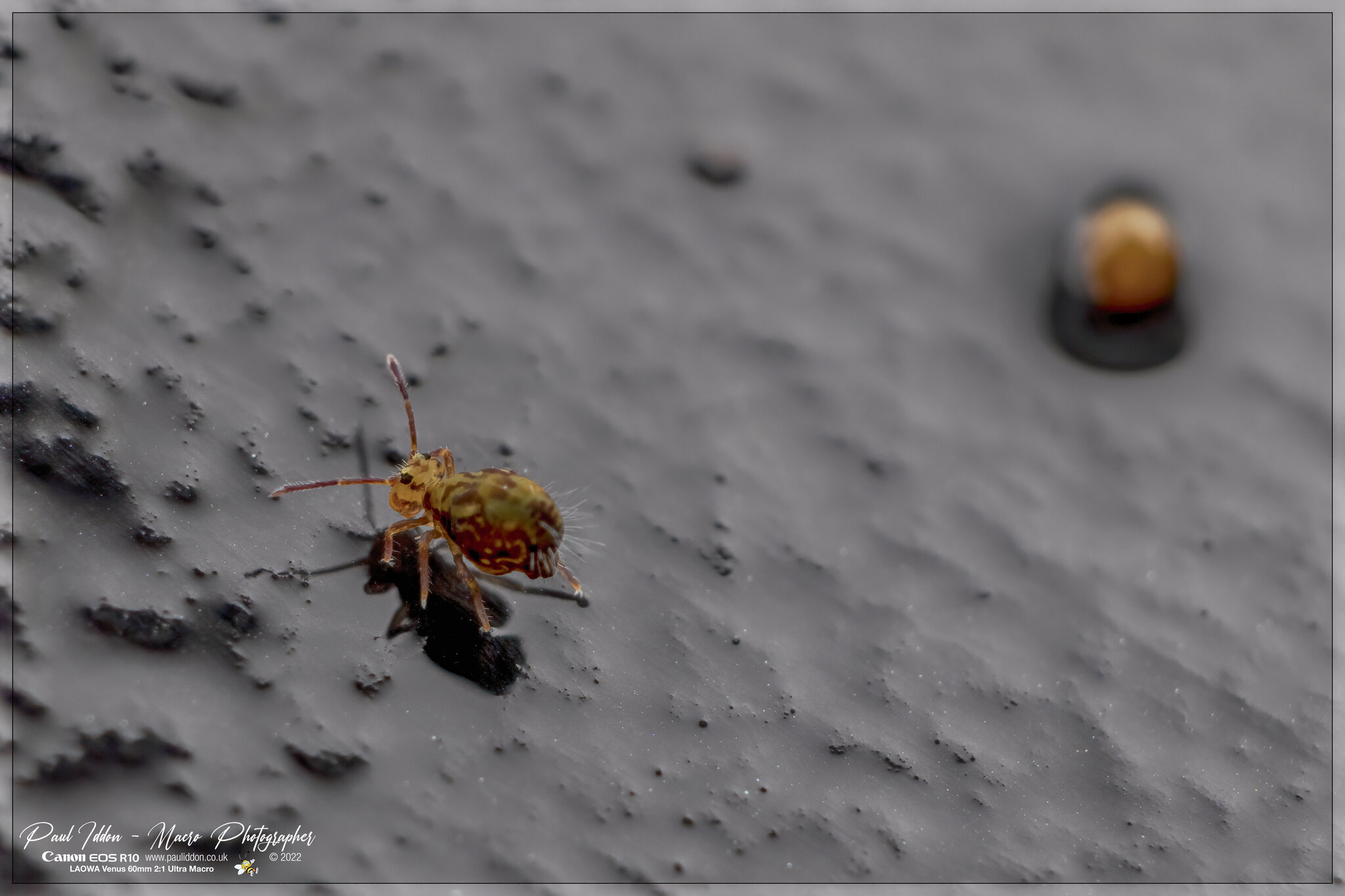 november_springtail_b_4k.jpg | Canon RF Shooters Forums