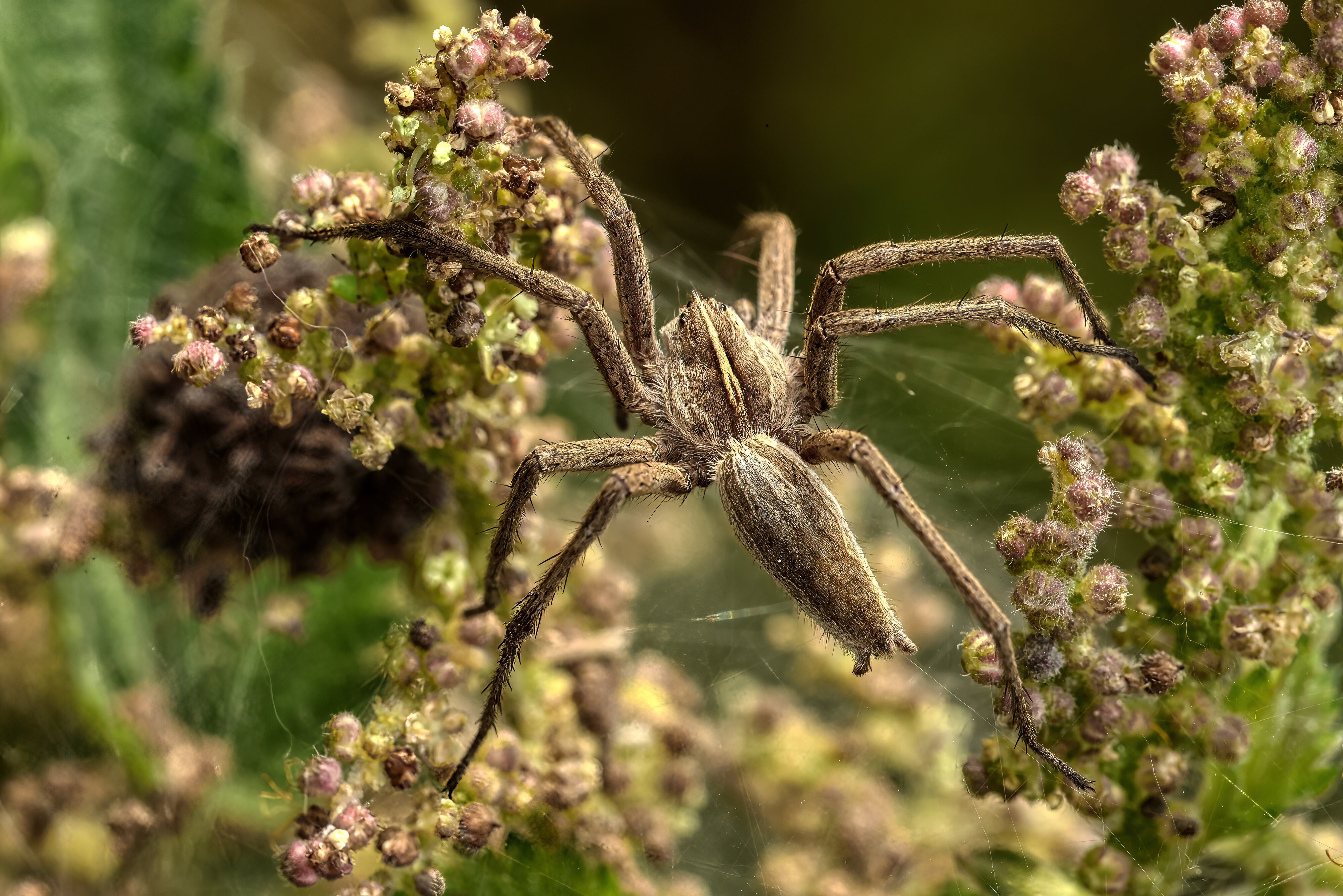 Nursery Web Spider.jpg